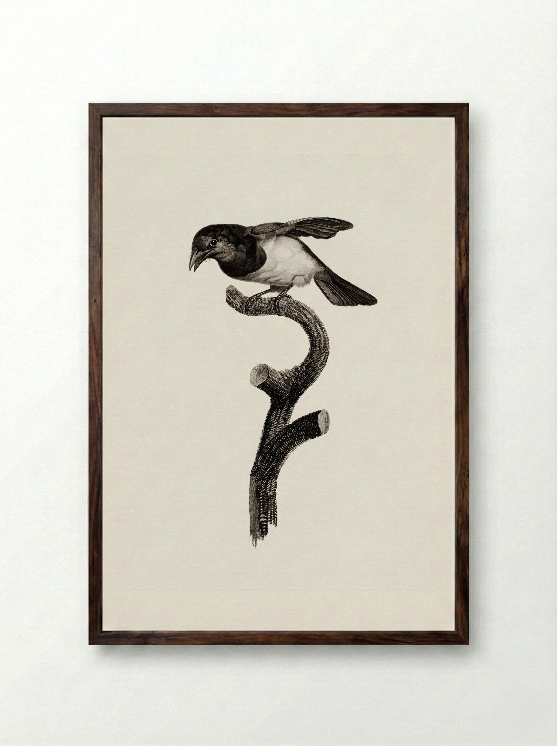 Black Barbet - Jacques Barraband - Framed Print Dark Wood