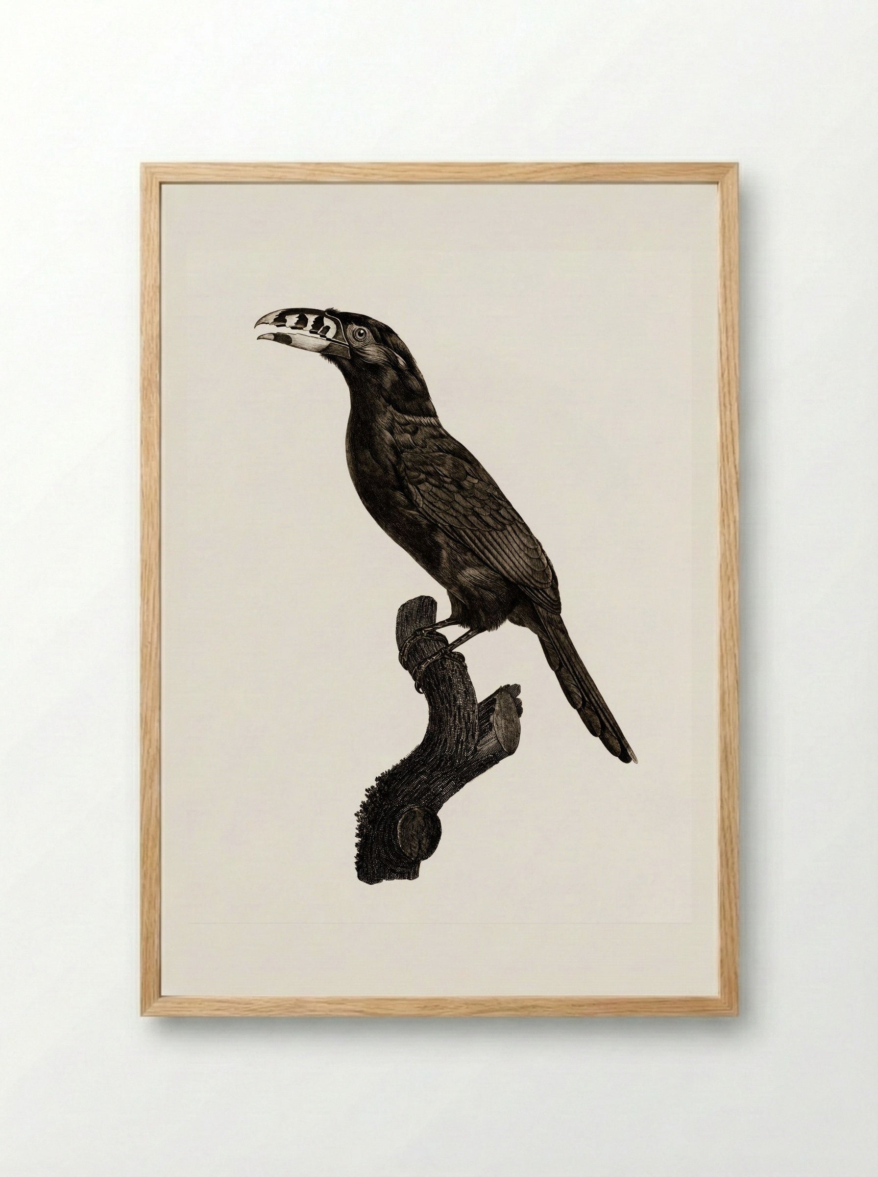 Black-necked Aracari, Male - Jacques Barraband - Framed Print Wood