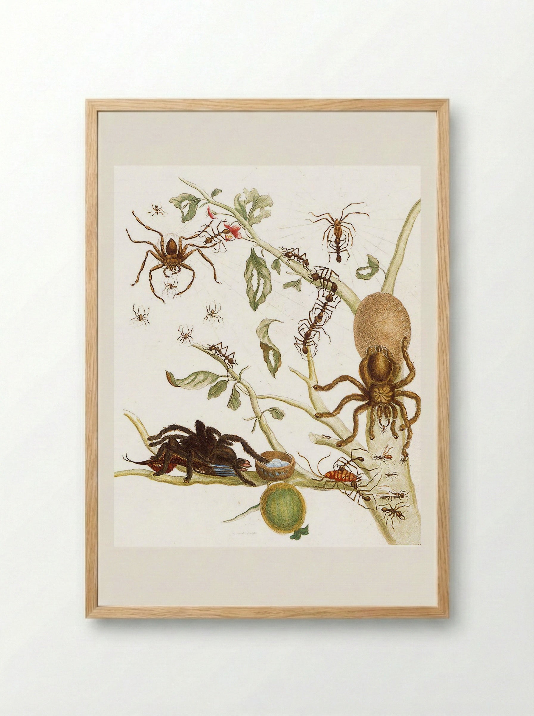 Spiders, Ants and Hummingbird on a Branch of a Guava - Maria Sibylla Merian - Framed Print Wood