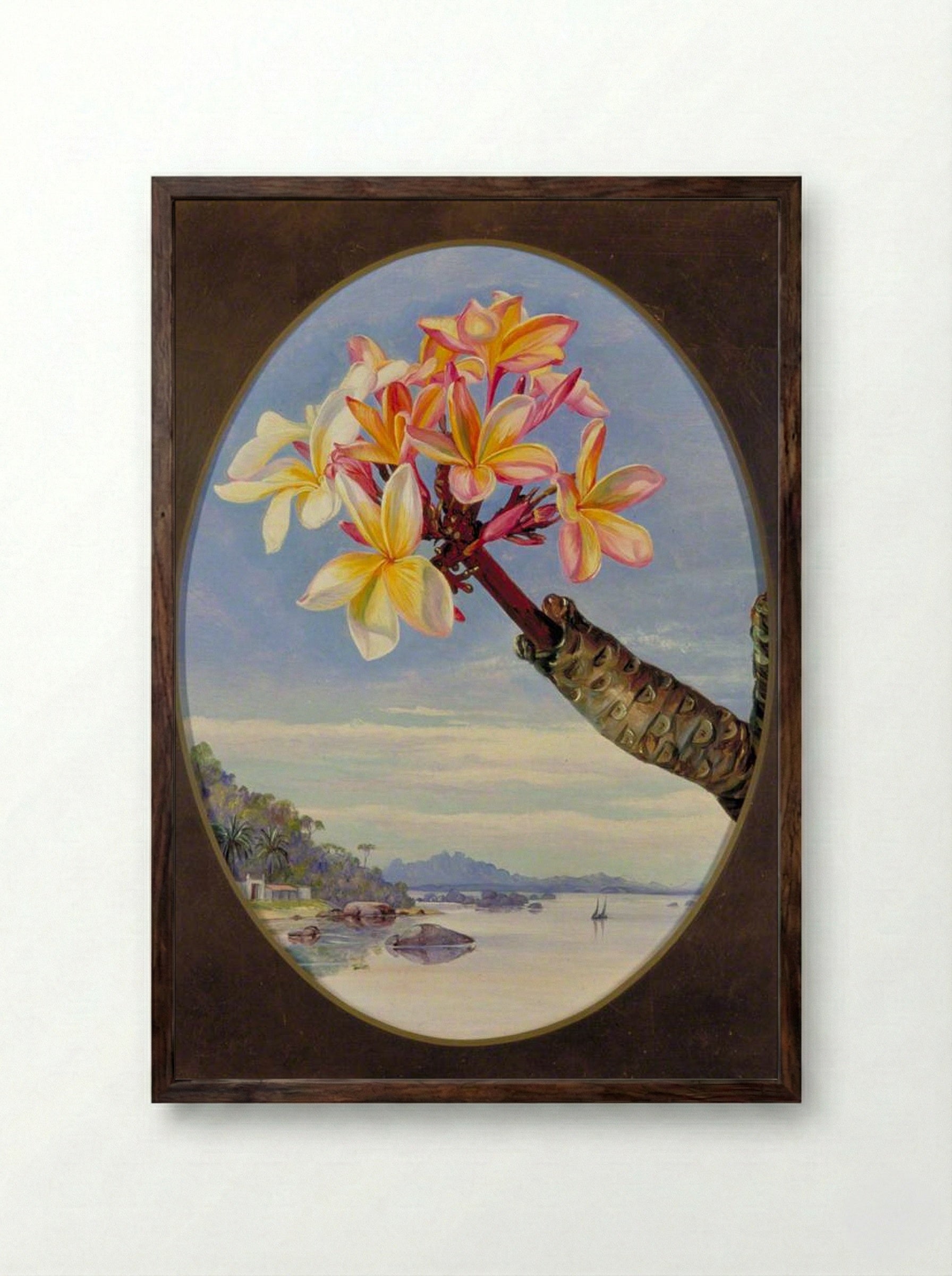 Flowers of Jasmine Mango or Frangipani, Brazil - Marianne North - Framed Print Dark Wood