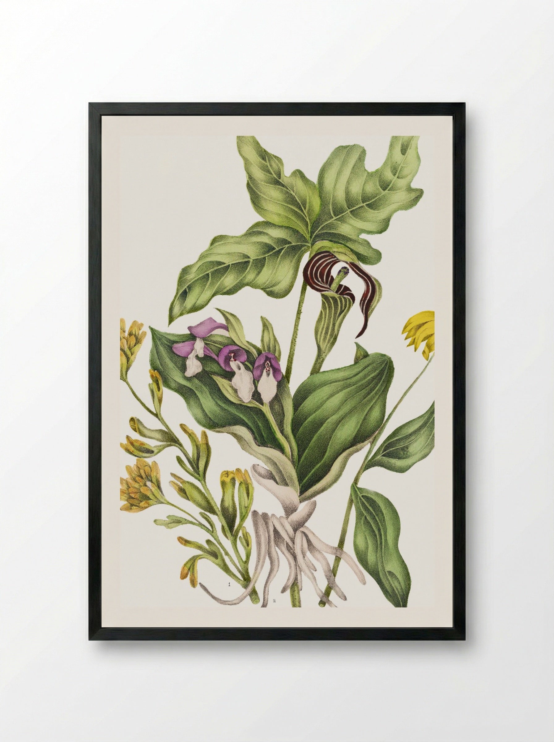 Castilleia Coccinea (1869) - Unknown Artist - Framed Print Black
