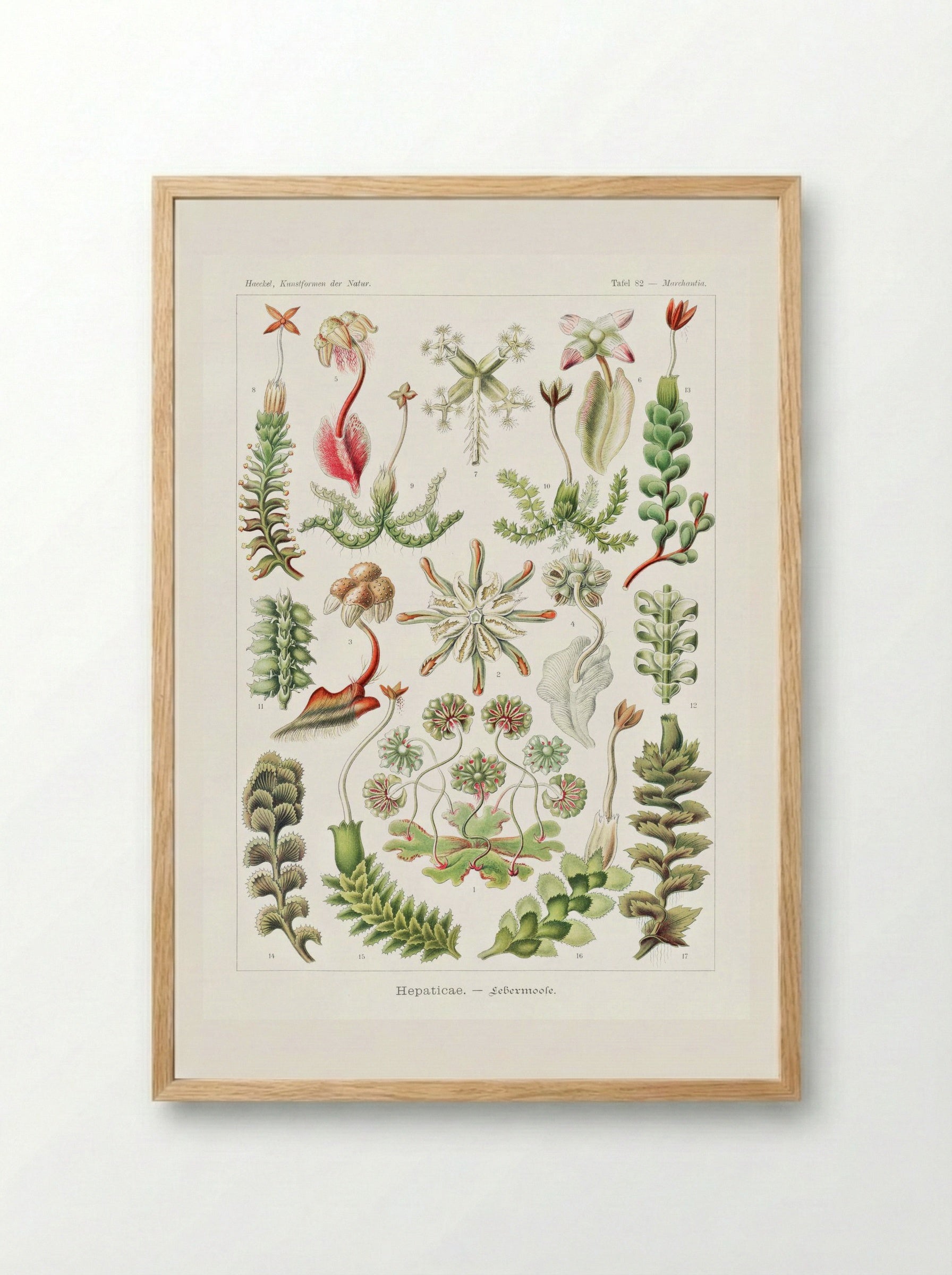 Hepaticae-Lebermoose (1904) - Ernst Haeckel - Framed Print Wood