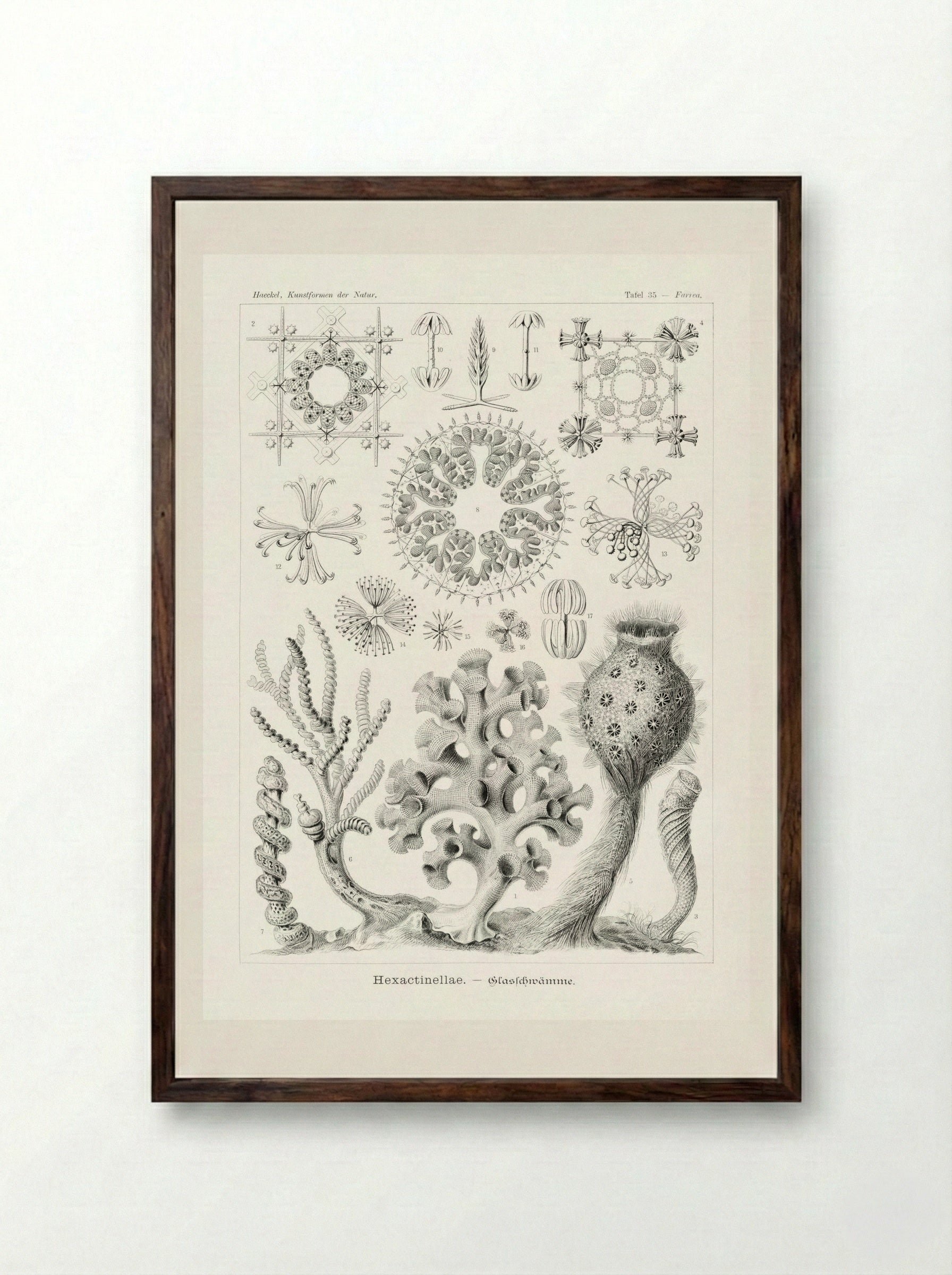 Hexactinellae-Glasschwämme (1904) - Ernst Haeckel - Framed Print Dark Wood