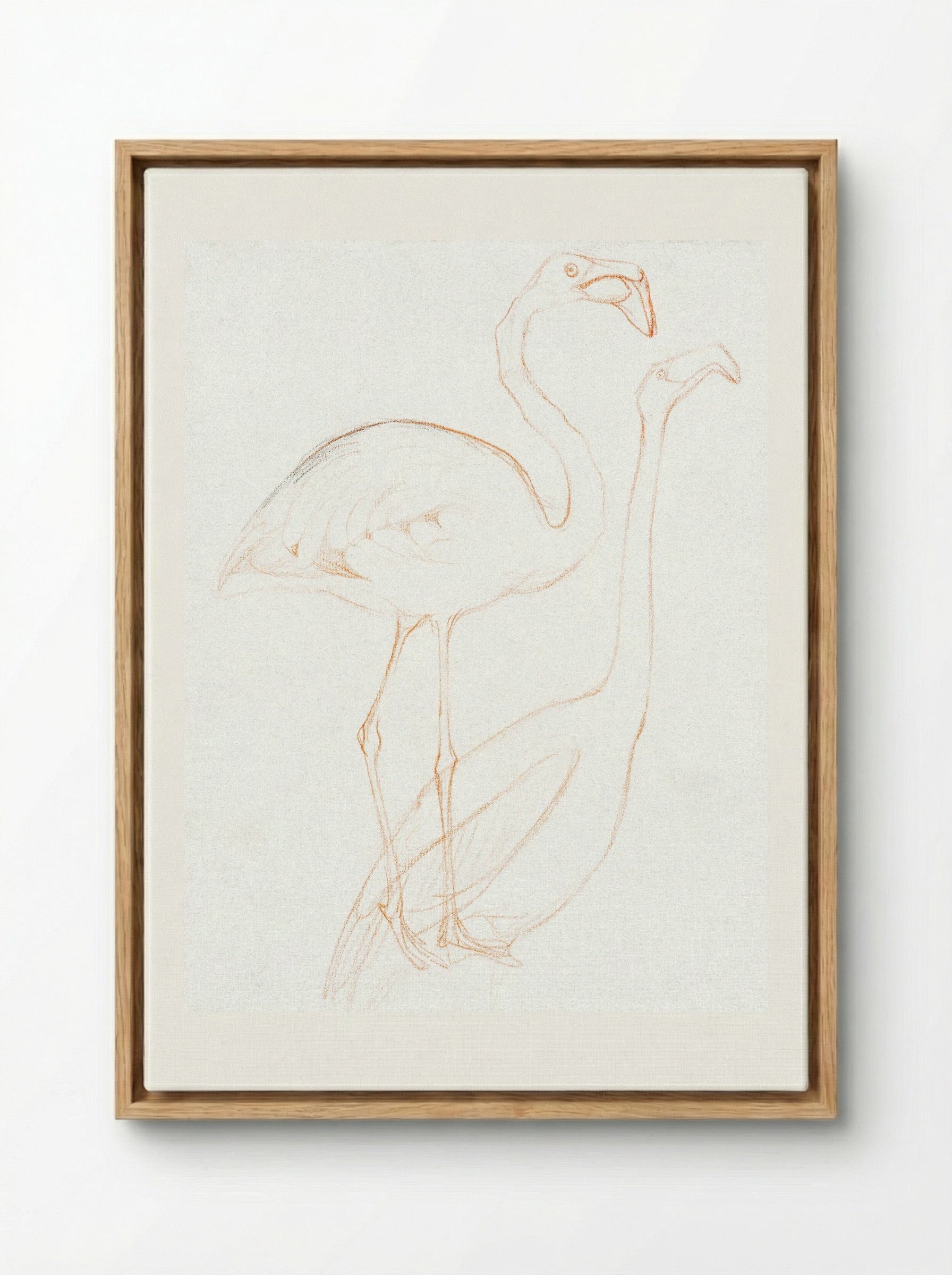 Two Studies of a Flamingo - Theo van Hoytema - Framed Canvas Wood