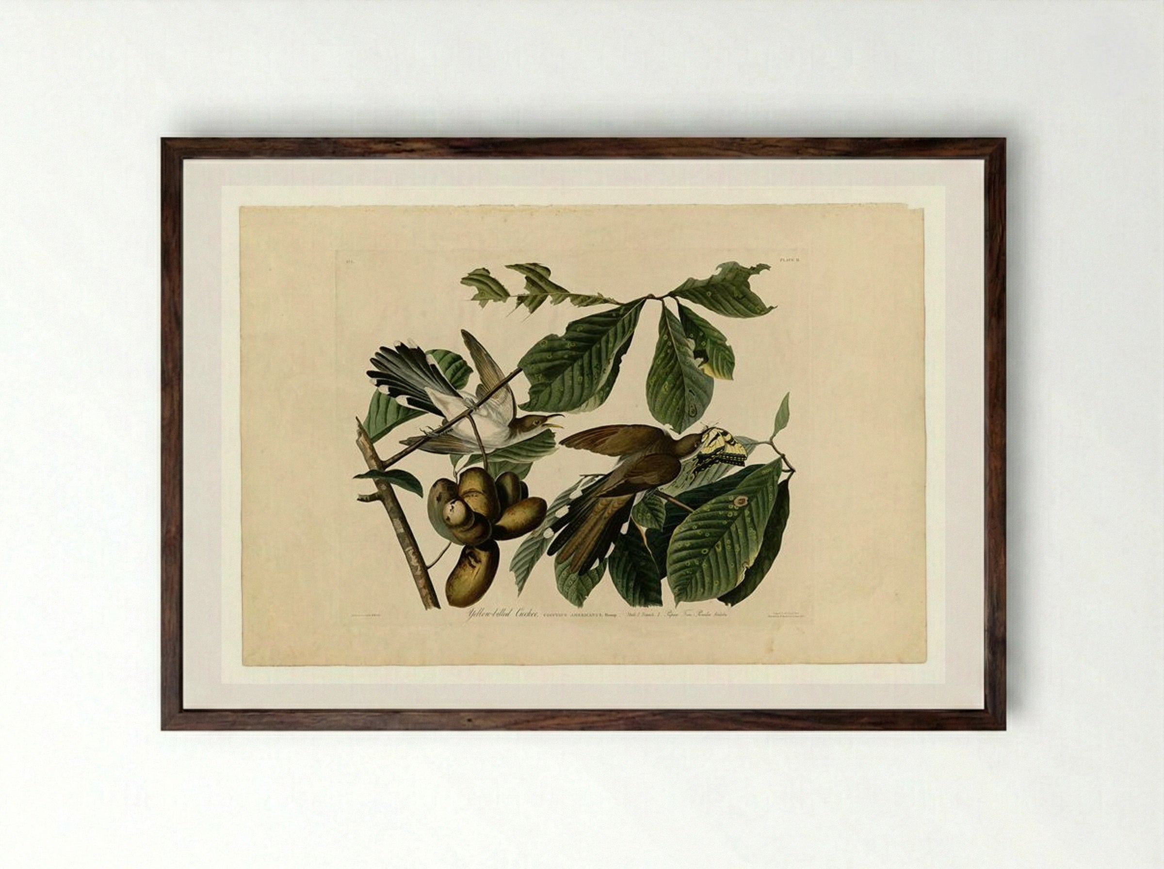 Plate 2. Yellow-billed Cuckoo - John James Audubon - Framed Print Dark Wood