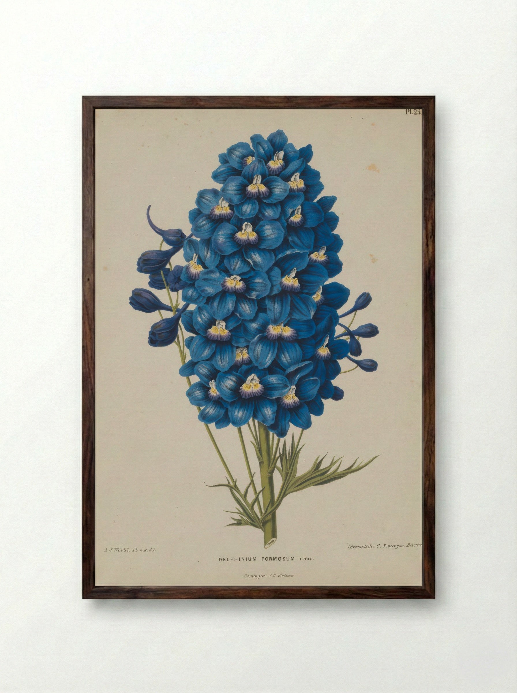 Delphinium Formosum Boiss A Huet - A. J. Wendel - Framed Print Dark Wood