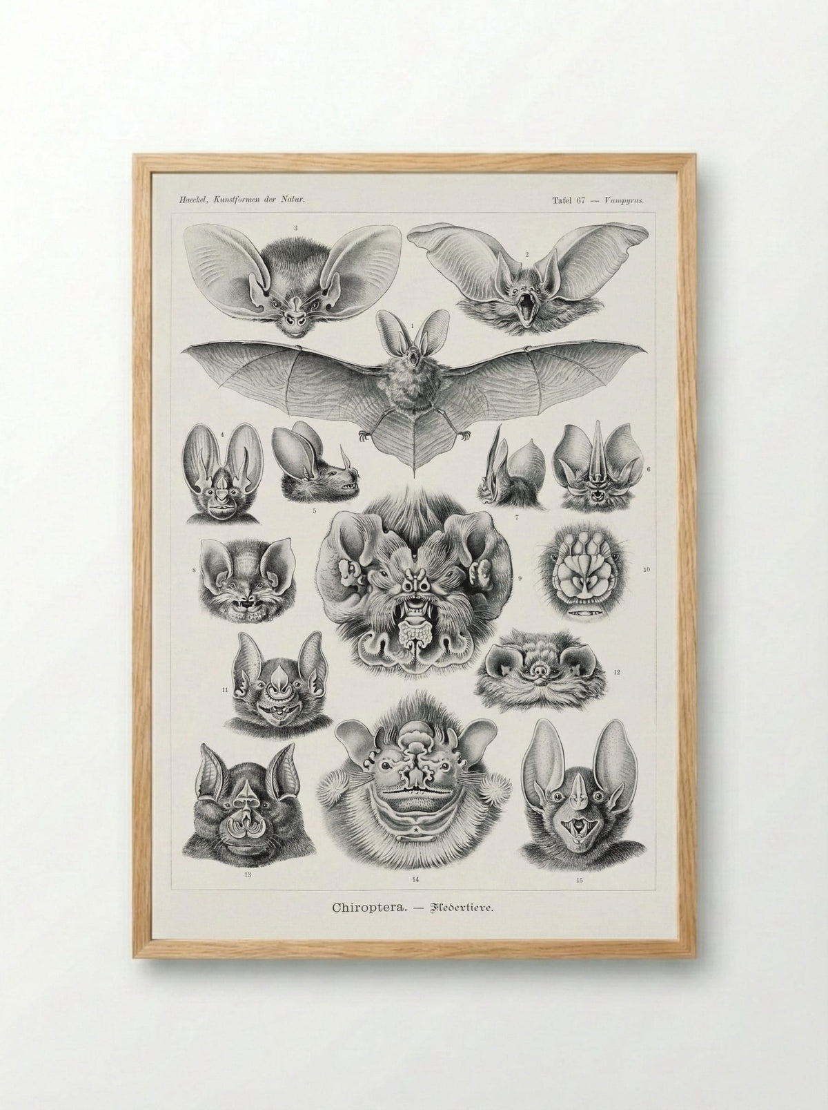 Chiroptera-Fledertiere (1904) - Ernst Haeckel - Framed Print Wood