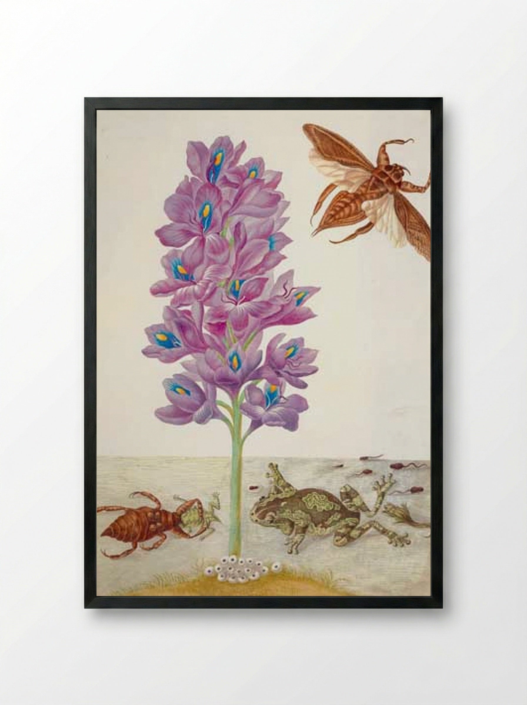 Wasserskorpion, Frösche, Kaulquappen und Wasserhyazinthe - Maria Sibylla Merian - Framed Print Black