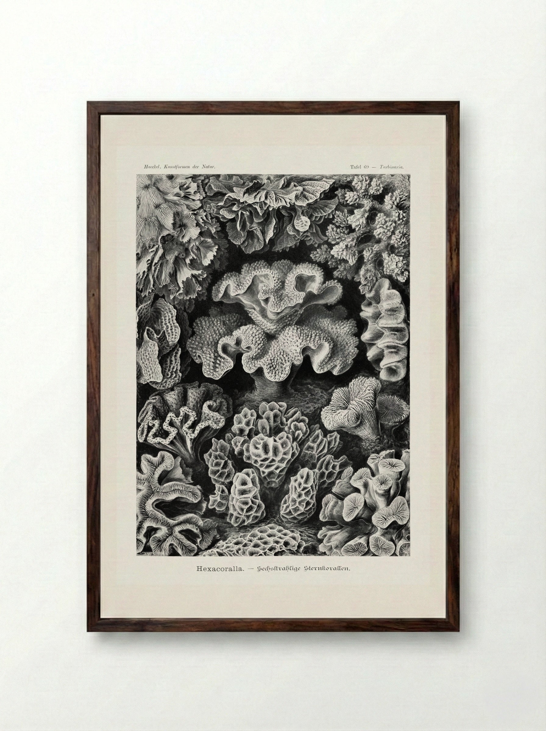 Hexacoralla-Sechsstrahlige Sternkorallen (1904) - Ernst Haeckel - Framed Print Dark Wood