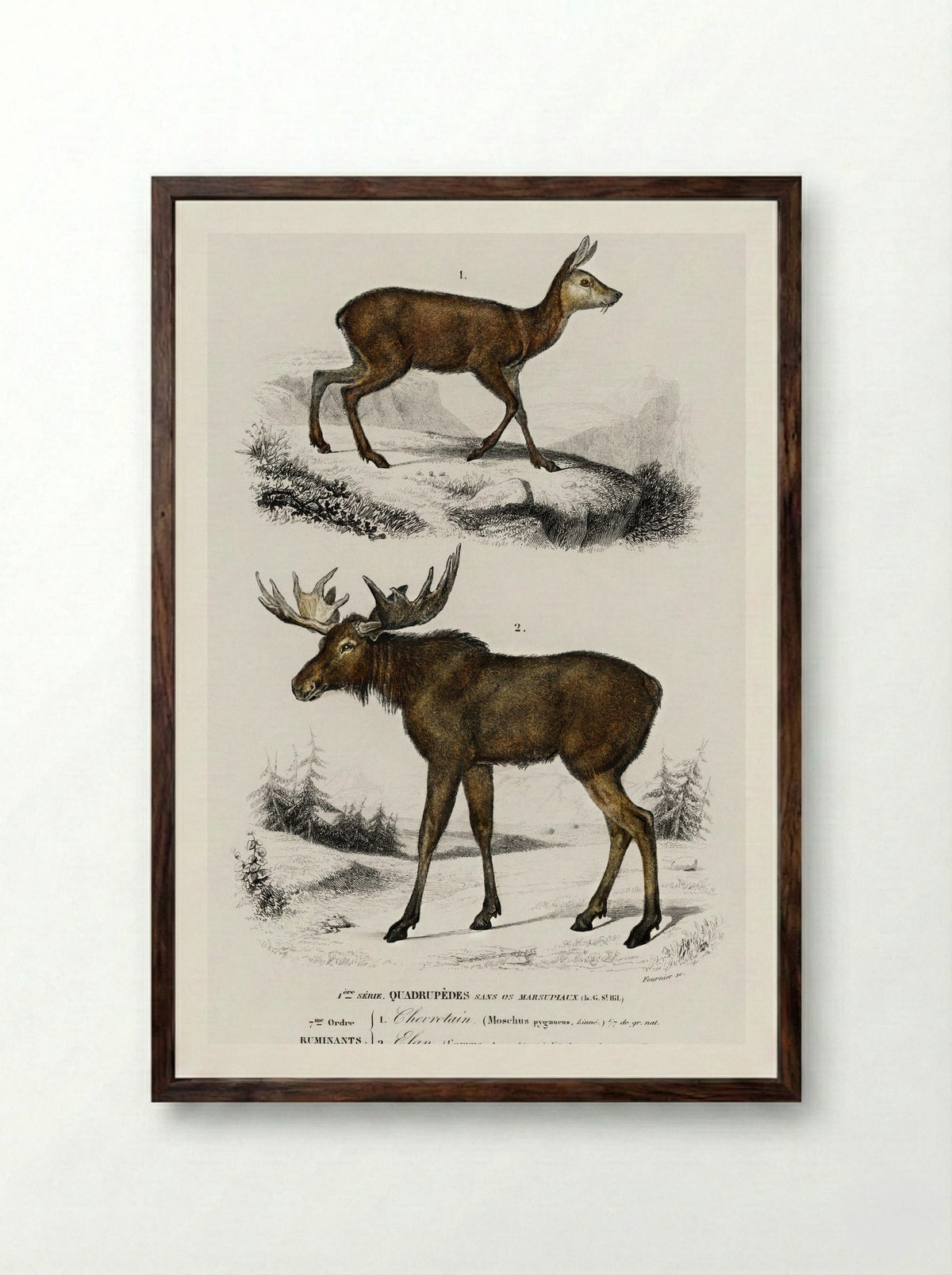 Alces alces and Moschus - Charles Dessalines D'Orbigny - Framed Print Dark Wood