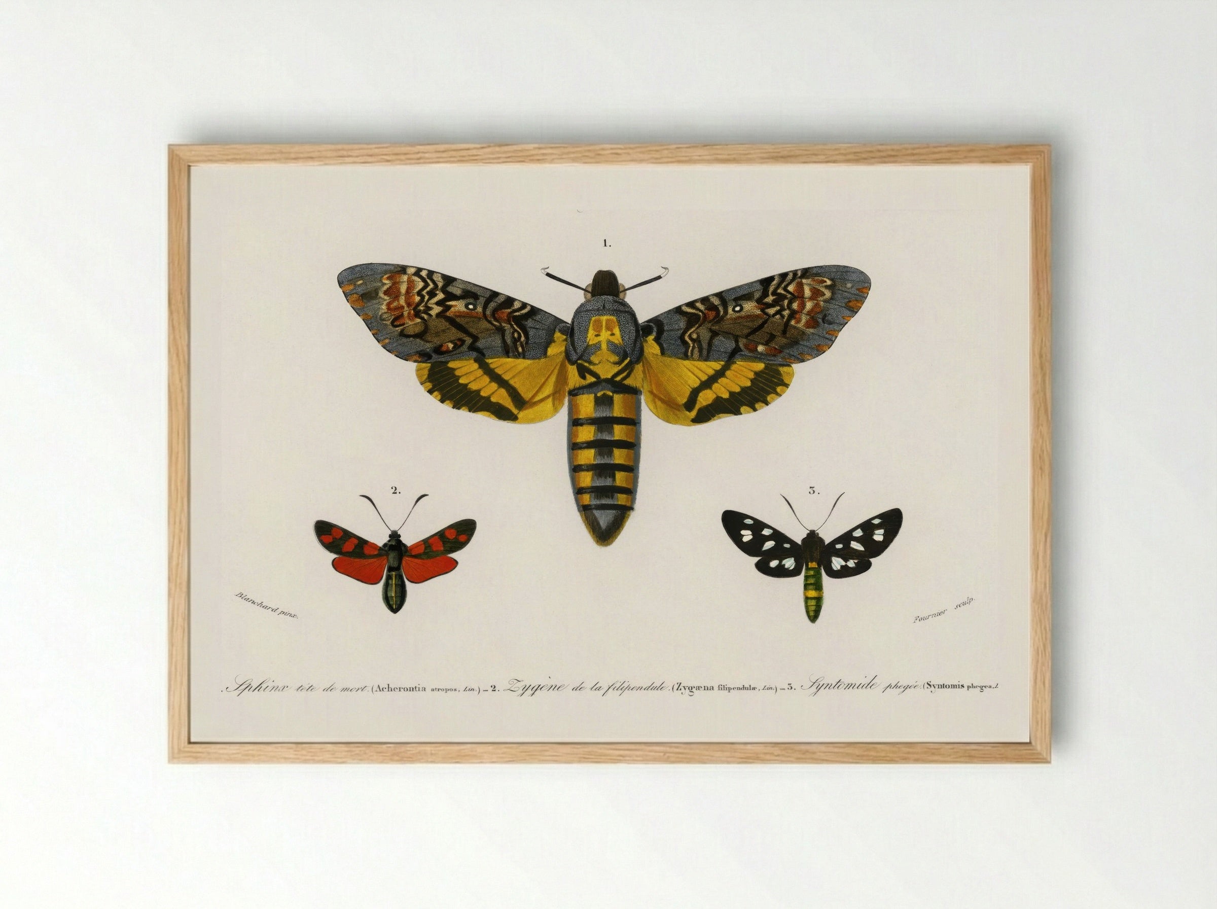 Collection of Moths - Charles Dessalines D'Orbigny - Framed Print Wood