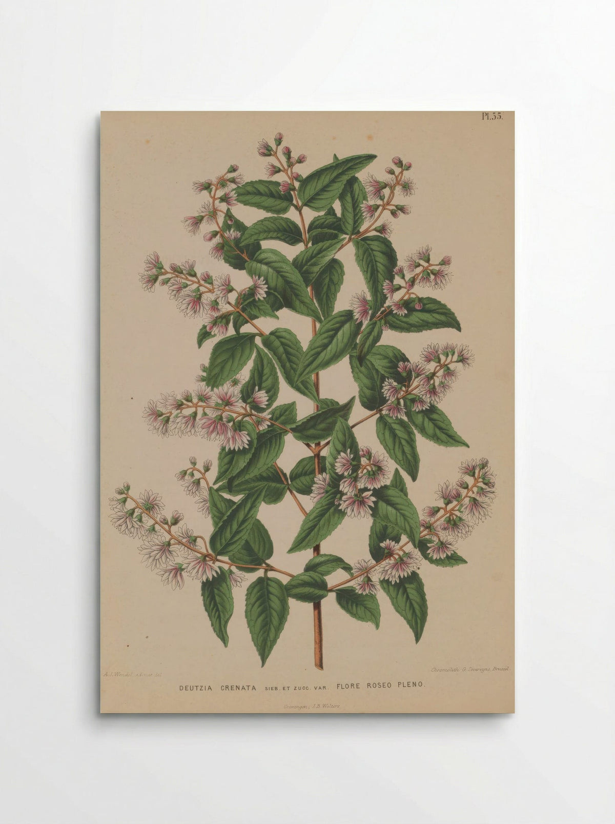 Deutzia Crenata Siebold Zucc. - A. J. Wendel - Poster
