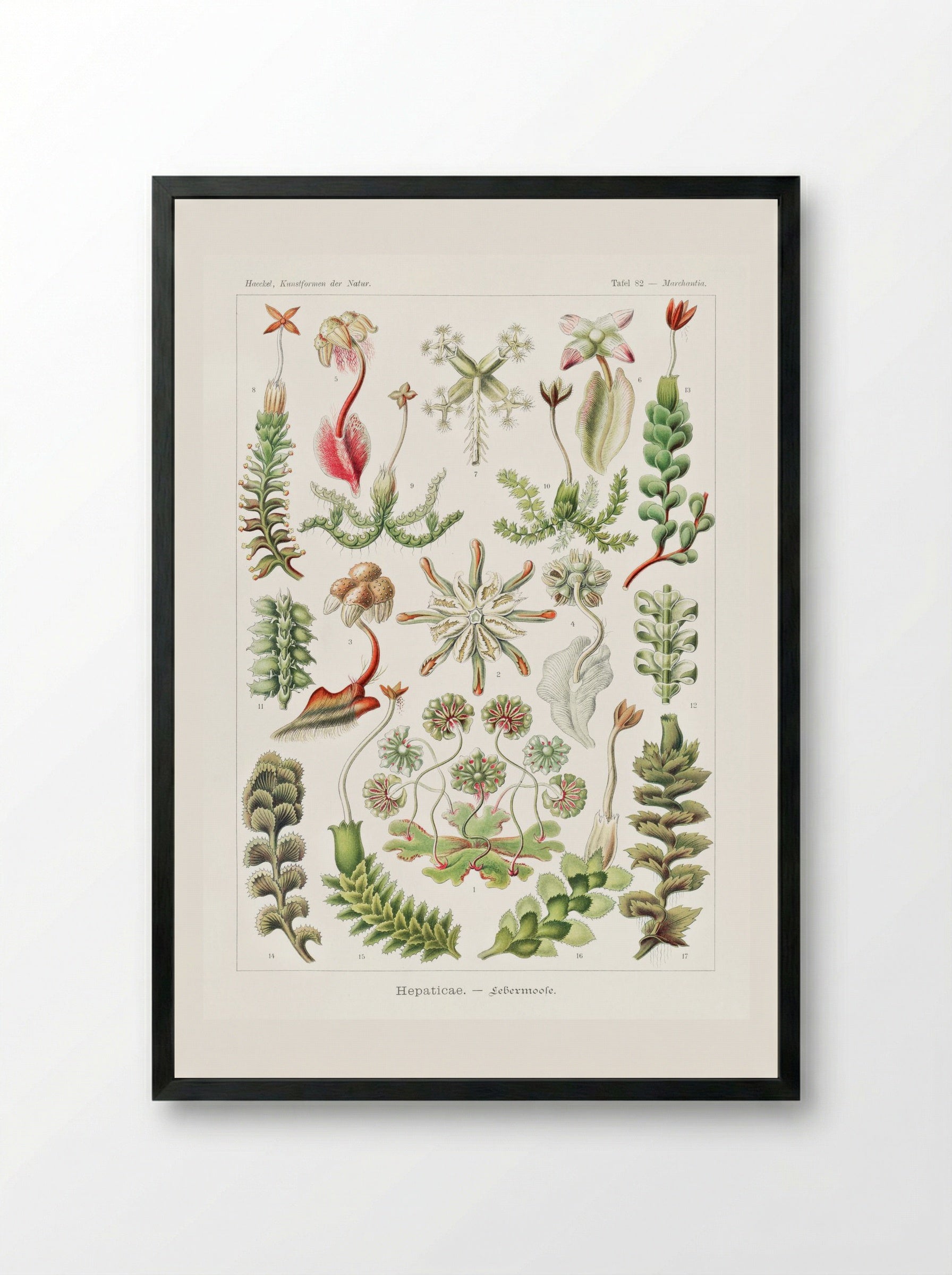 Hepaticae-Lebermoose (1904) - Ernst Haeckel - Framed Print Black