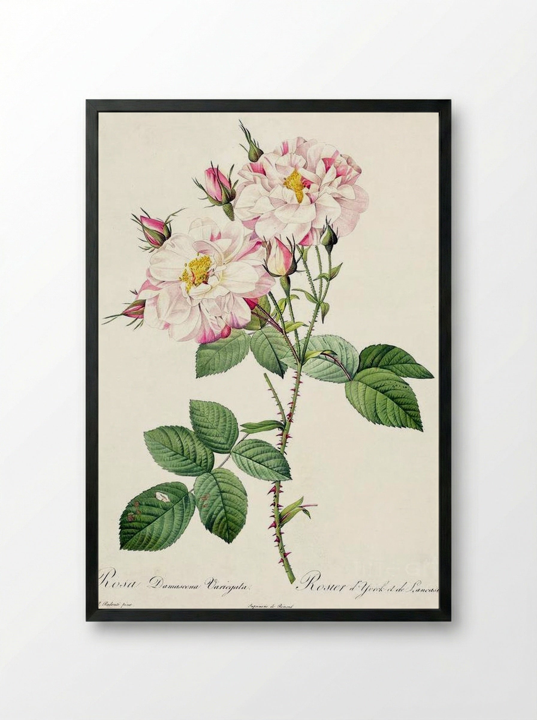 York and Lancaster - Pierre-Joseph Redouté - Framed Print Black