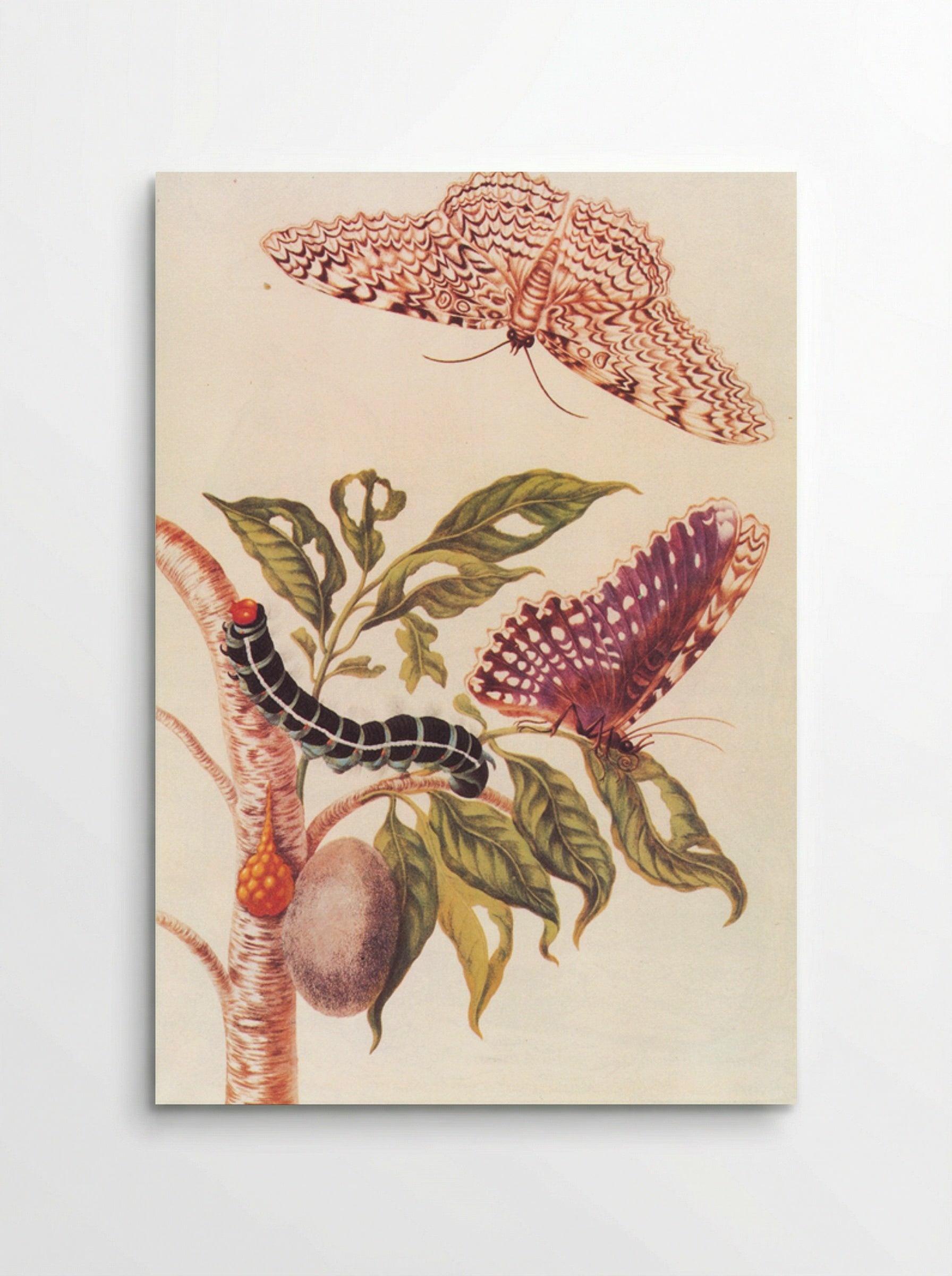 Metamorphosis of a Butterfly - Maria Sibylla Merian - Poster