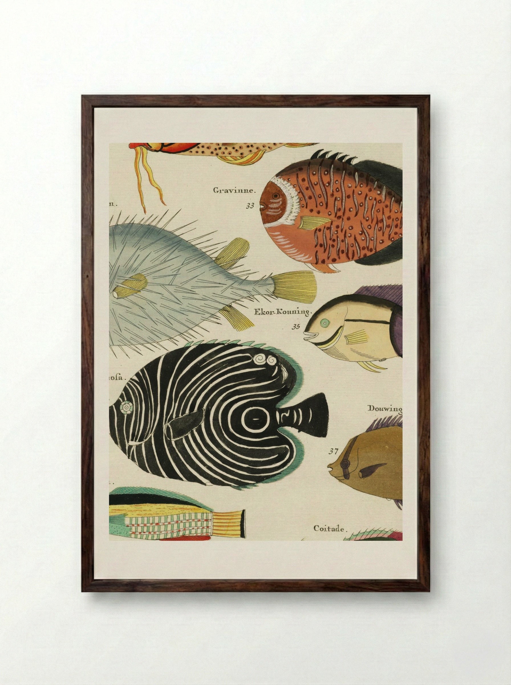 Colourful and Surreal Illustrations of Fishes - Louis Renard - Framed Print Dark Wood