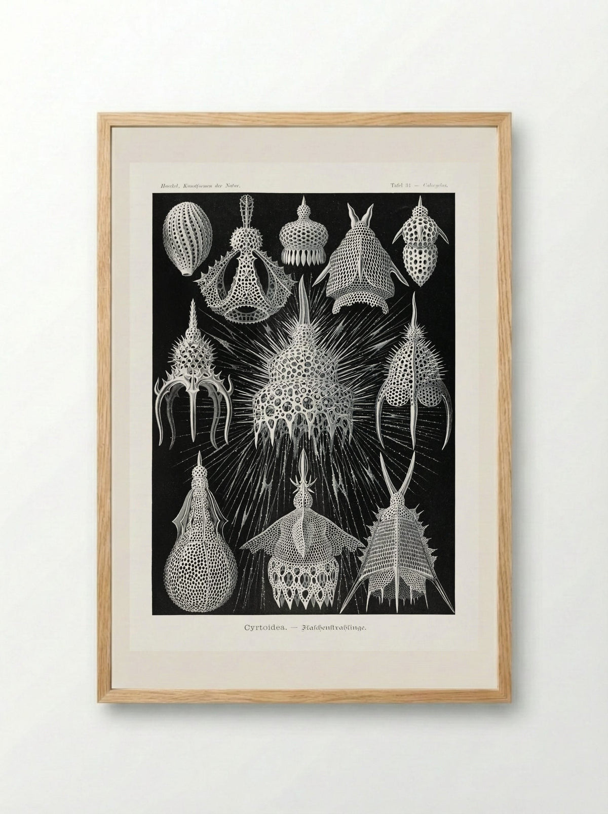Crytoidea-Flaschenstrahlinge (1904) - Ernst Haeckel - Framed Print Wood