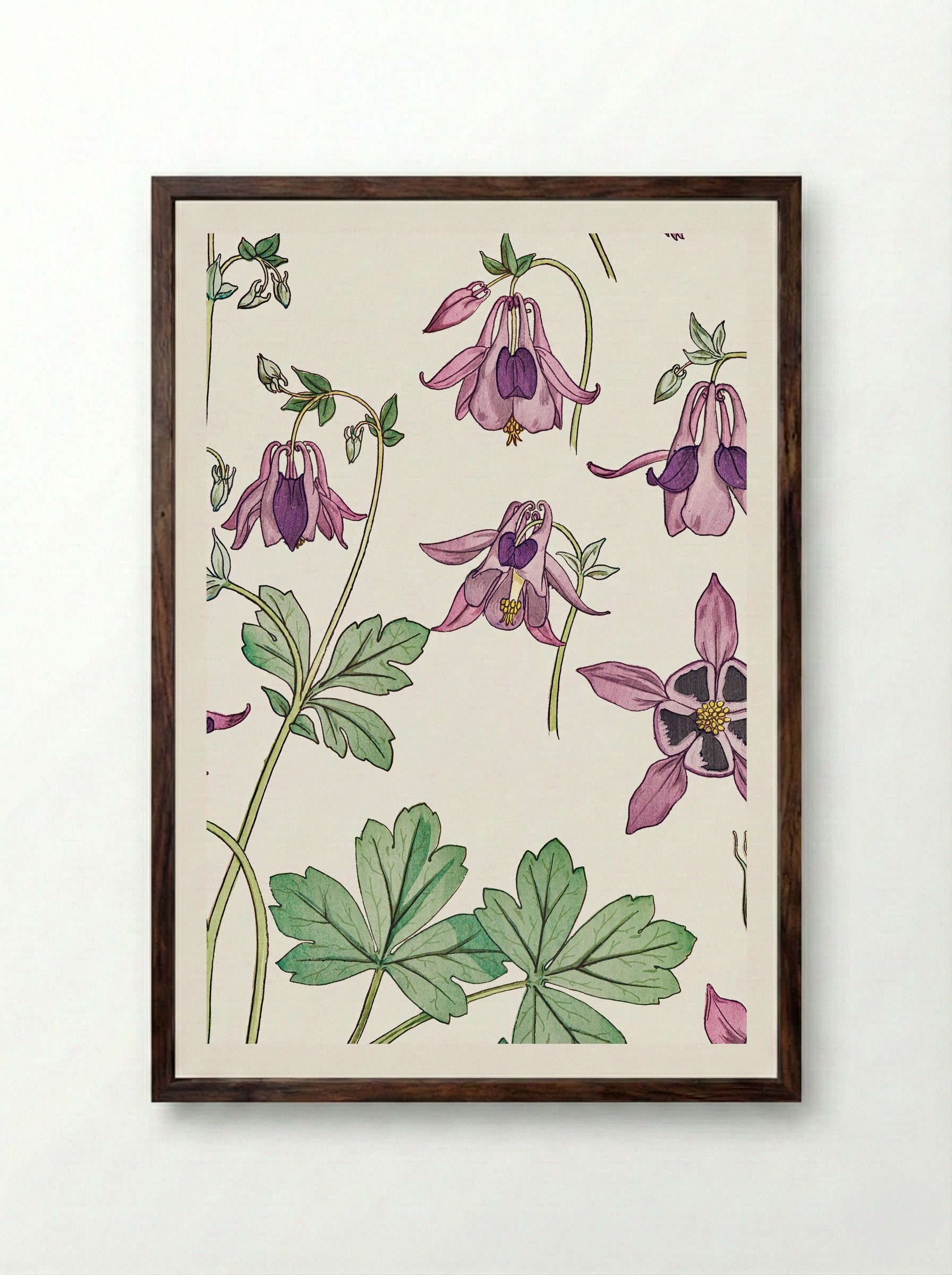 Ancolie (Columbine) - Maurice Pillard Verneuil - Framed Print Dark Wood