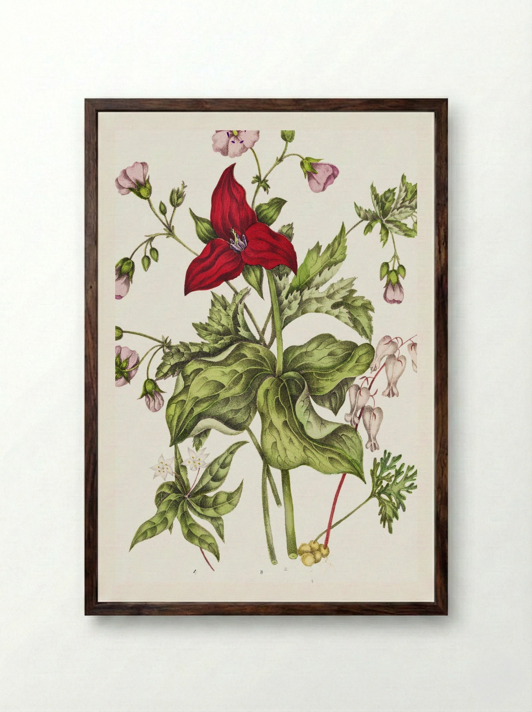 Dicentra Canadensis and Trillium erectum (1869) - Unknown Artist - Framed Print Dark Wood
