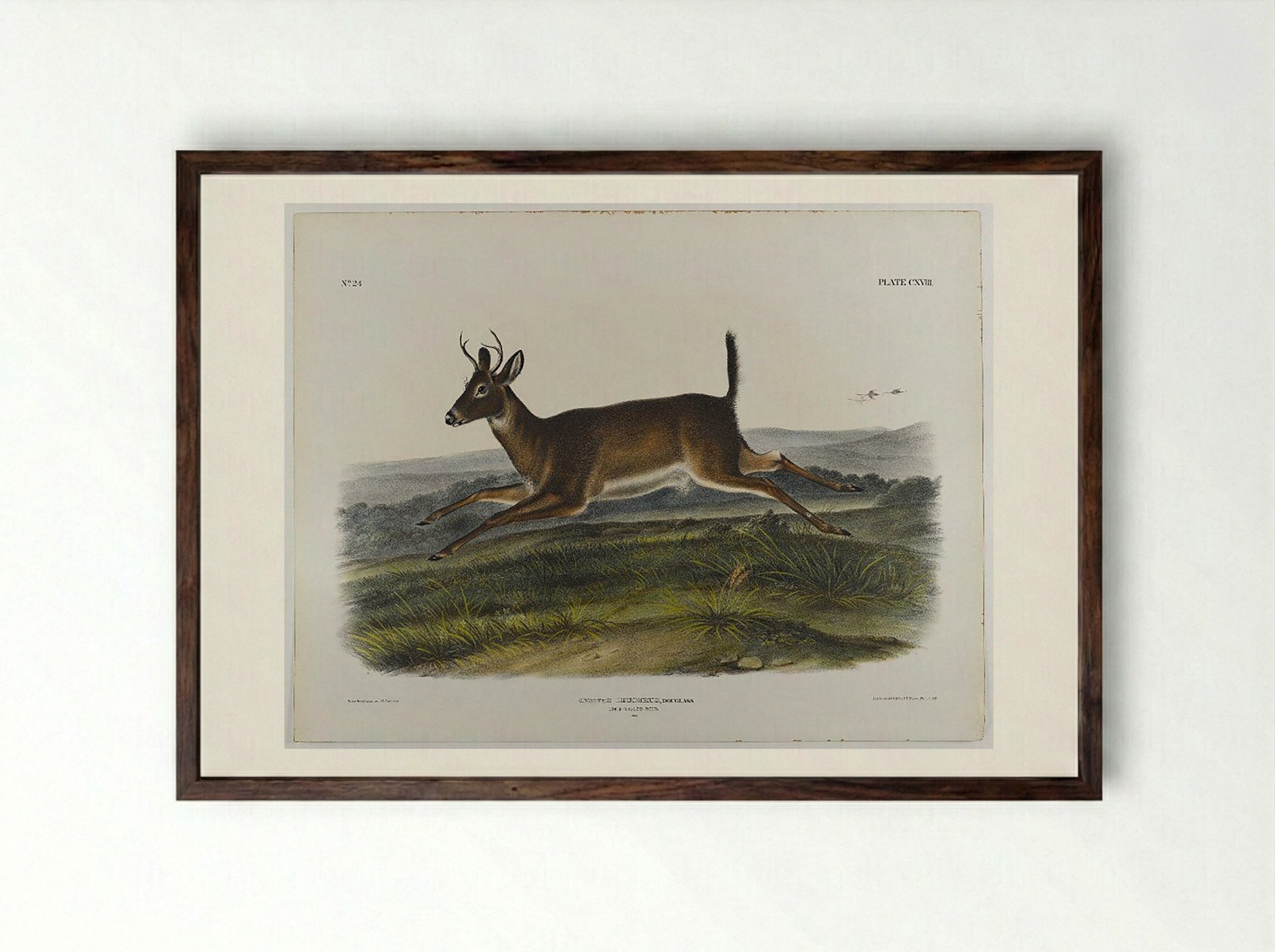 Long-Tailed Deer - John James Audubon - Framed Print Dark Wood