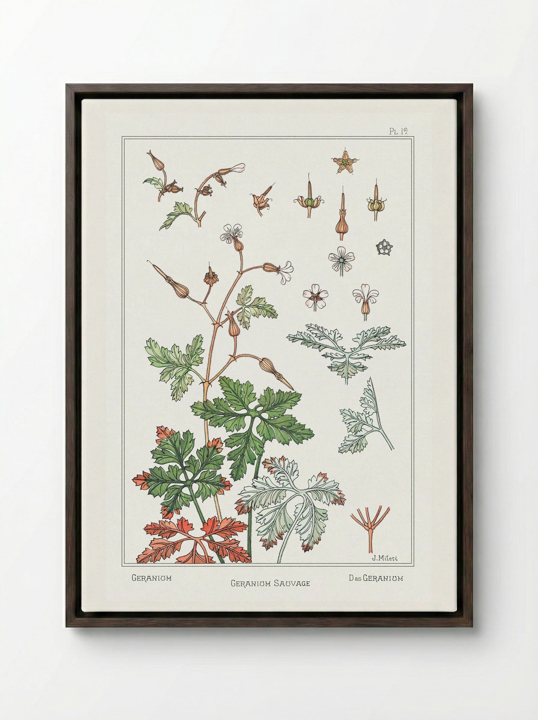 Geranium sauvage - Maurice Pillard Verneuil - Framed Canvas Dark Wood