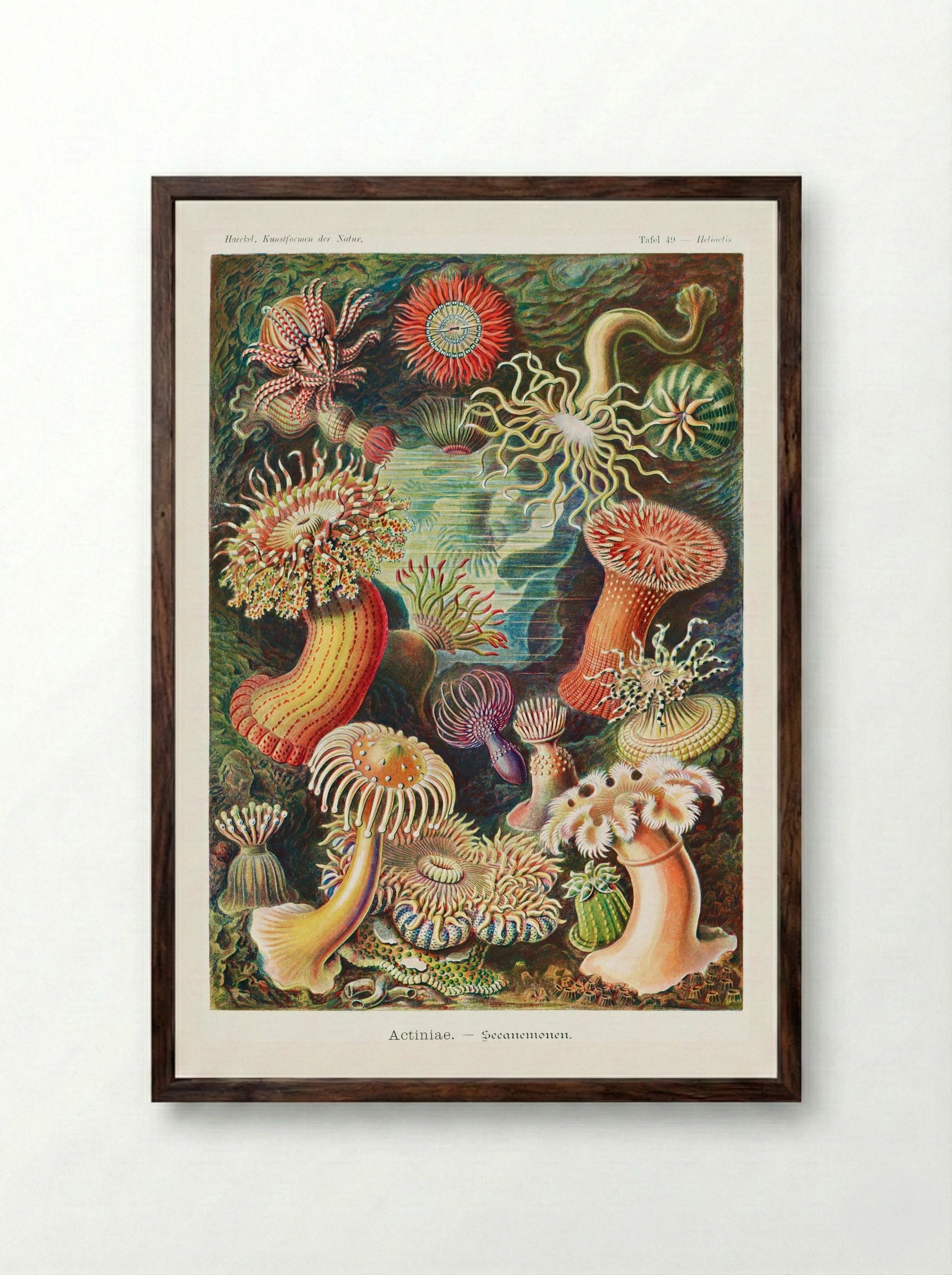 Actiniae-Seeanemonen (1904) - Ernst Haeckel - Framed Print Dark Wood