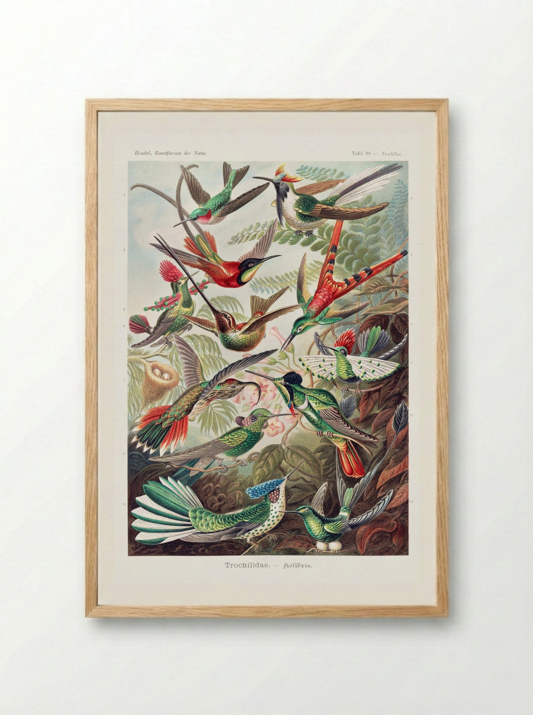 Trochilidae-Kolibris (1904) - Ernst Haeckel - Framed Print Wood