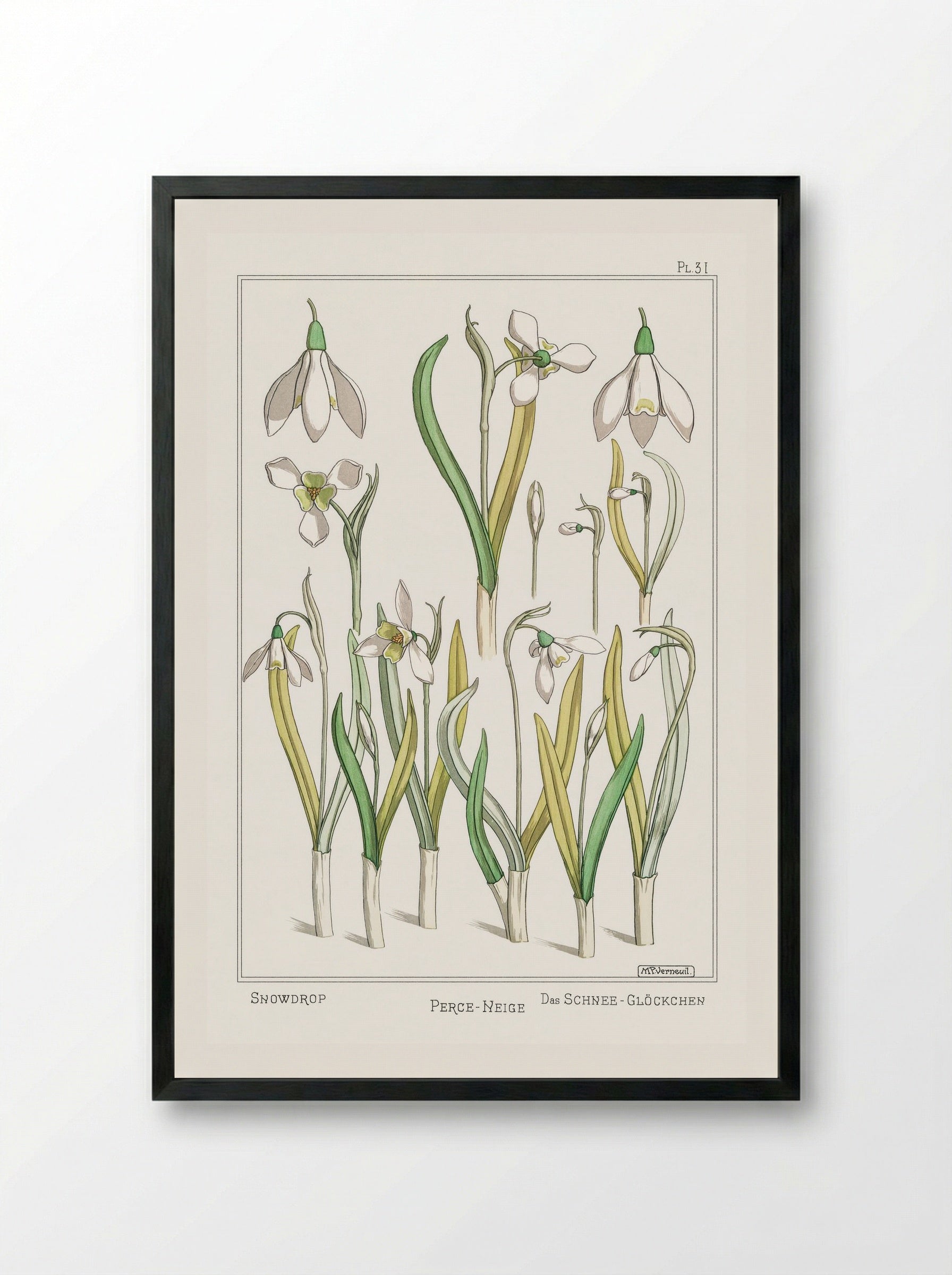 Perce-Neige (Snowdrops) - Maurice Pillard Verneuil - Framed Print Black