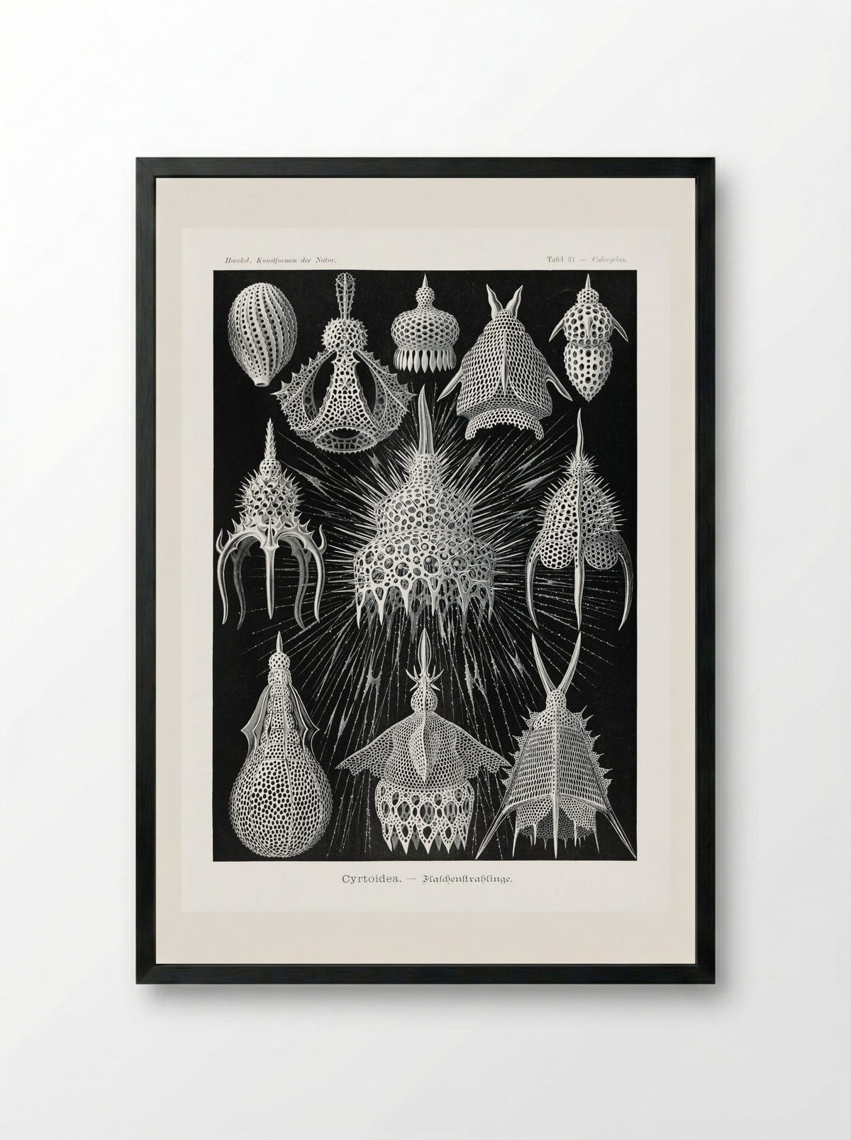 Crytoidea-Flaschenstrahlinge (1904) - Ernst Haeckel - Framed Print Black