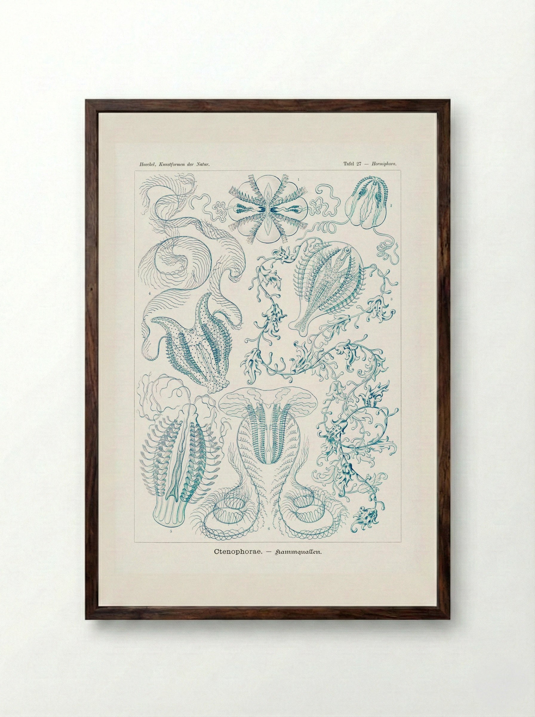 Ctenophorae-Kammquallen (1904) - Ernst Haeckel - Framed Print Dark Wood