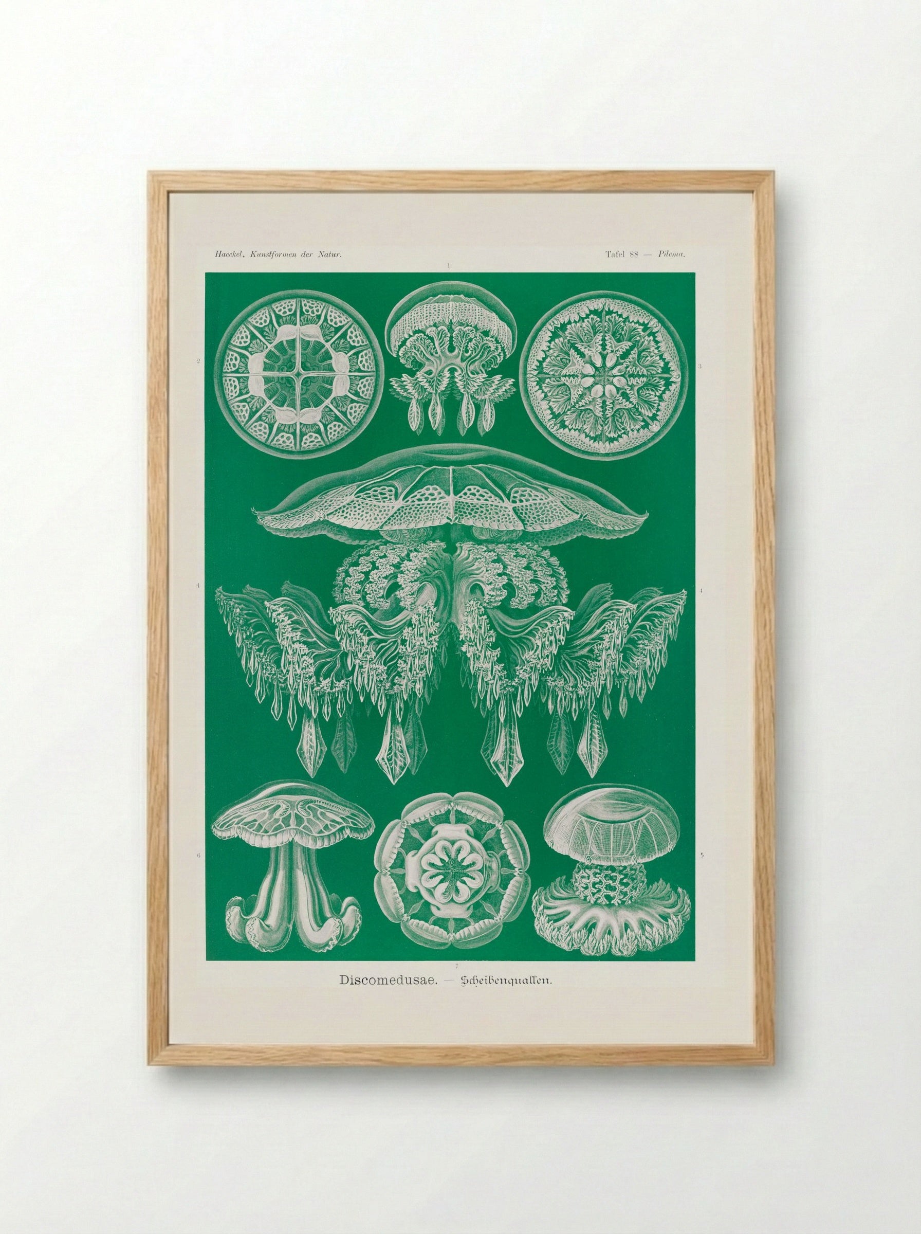 Discomedusae-Scheibenquallen (1904) - Ernst Haeckel - Framed Print Wood