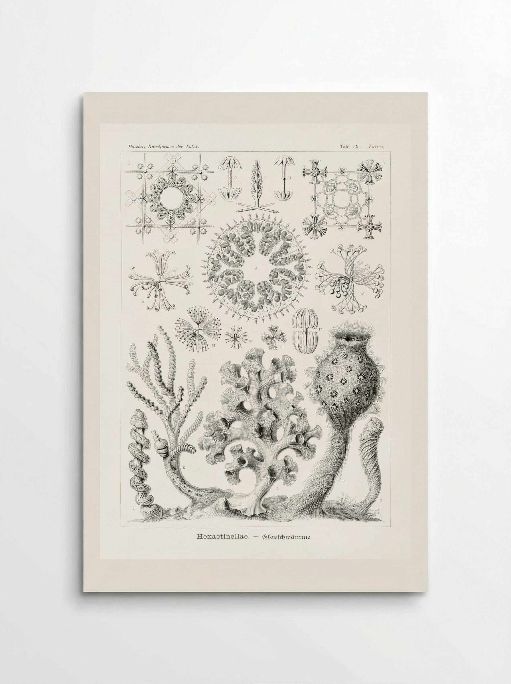 Hexactinellae-Glasschwämme (1904) - Ernst Haeckel - Poster