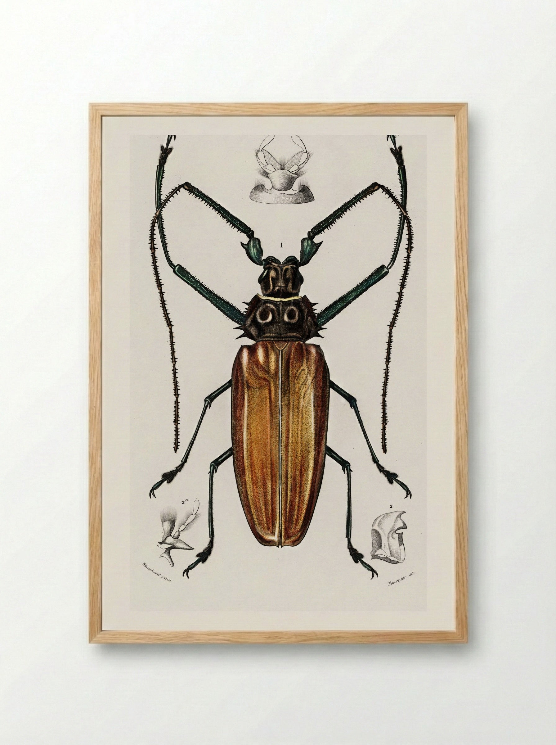 Enoplocerus Armillatus - Charles Dessalines D'Orbigny - Framed Print Wood