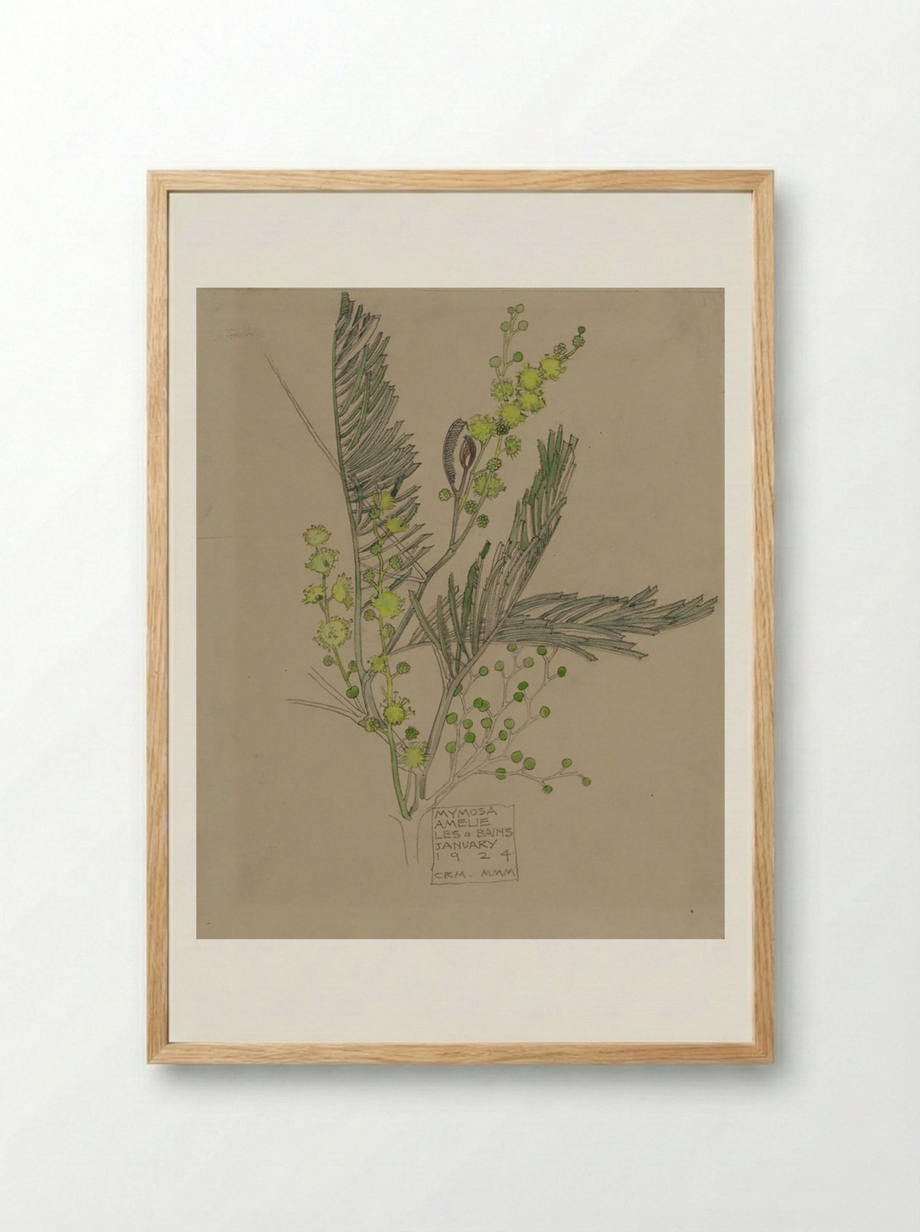 Mimosa, Amélie-les-Bains (January 1924) - Fine Art Print - Framed Print Wood