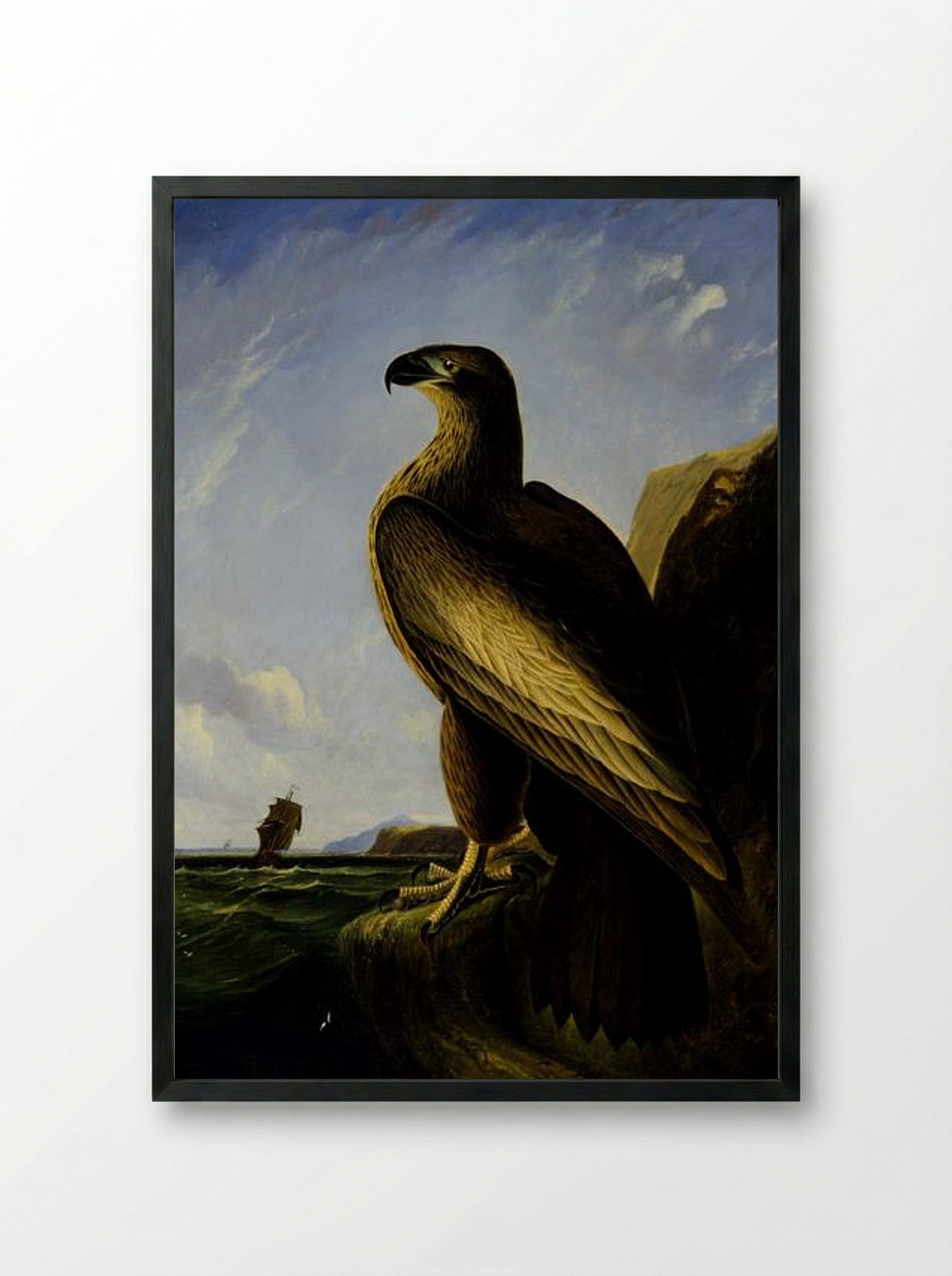 Washington Sea Eagle - John James Audubon - Framed Print Black