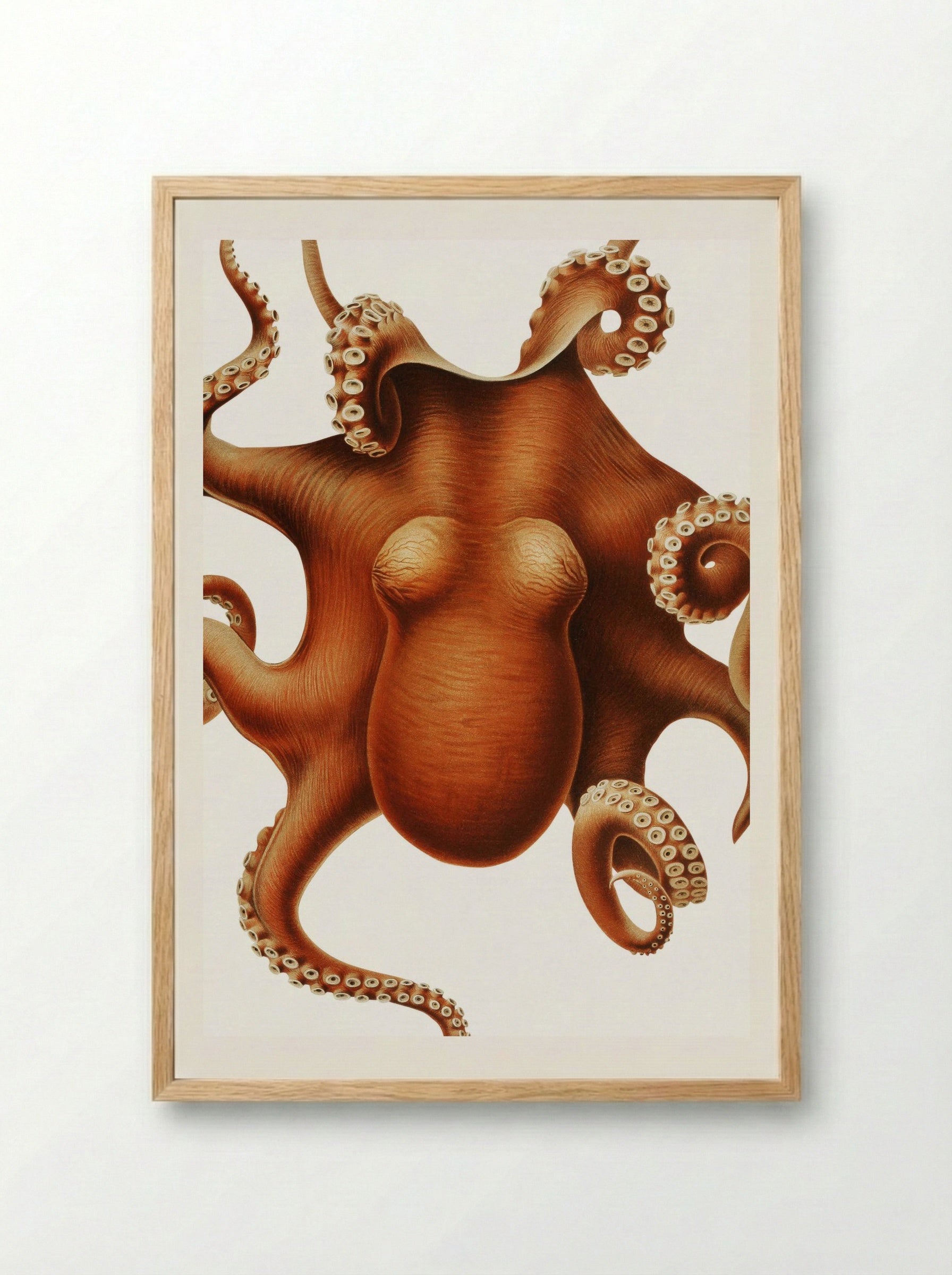 Octopus illustration (1898-1899) - Carl Chun - Framed Print Wood