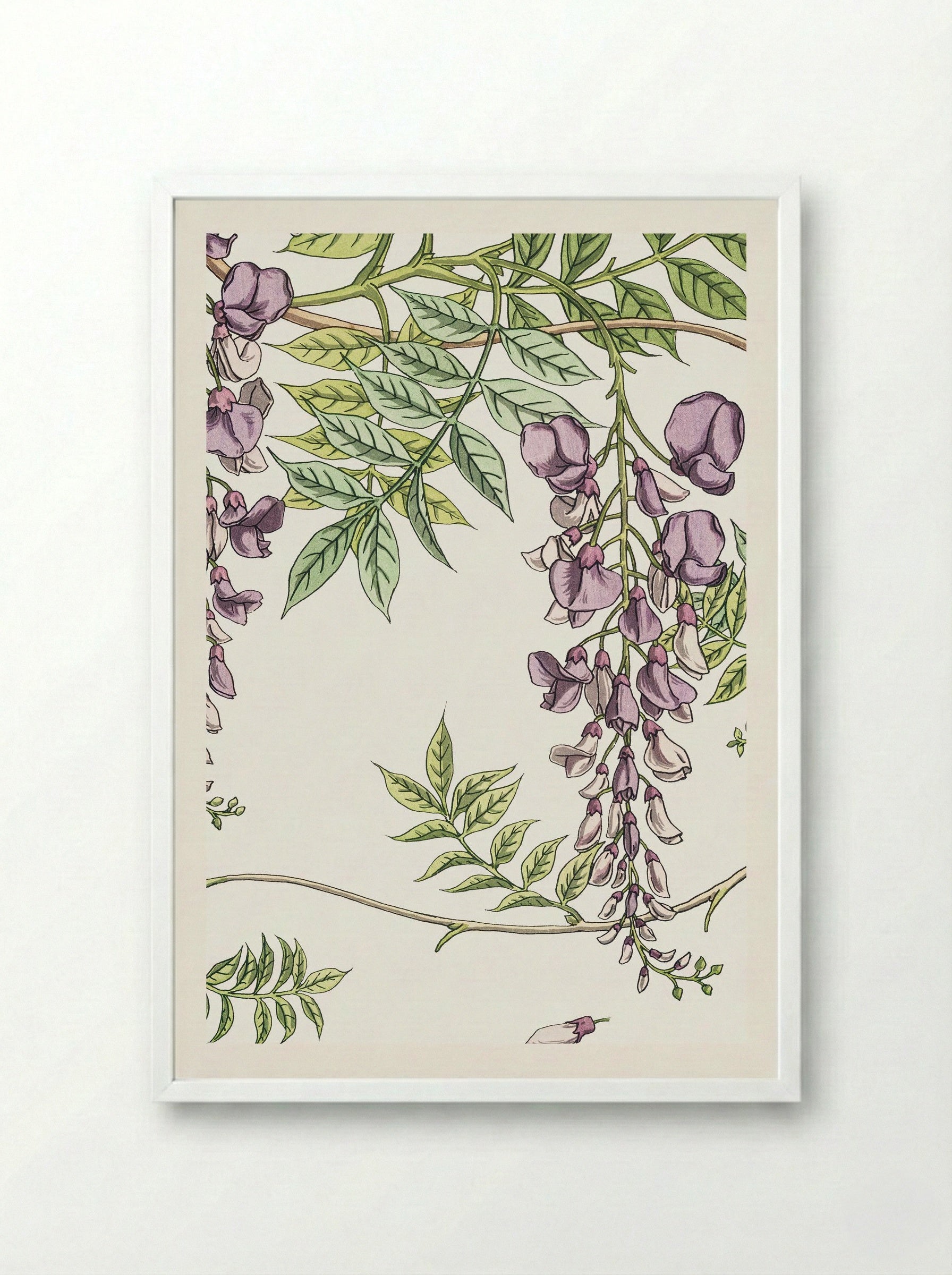 Glycine, Wisteria - Maurice Pillard Verneuil - Framed Print White