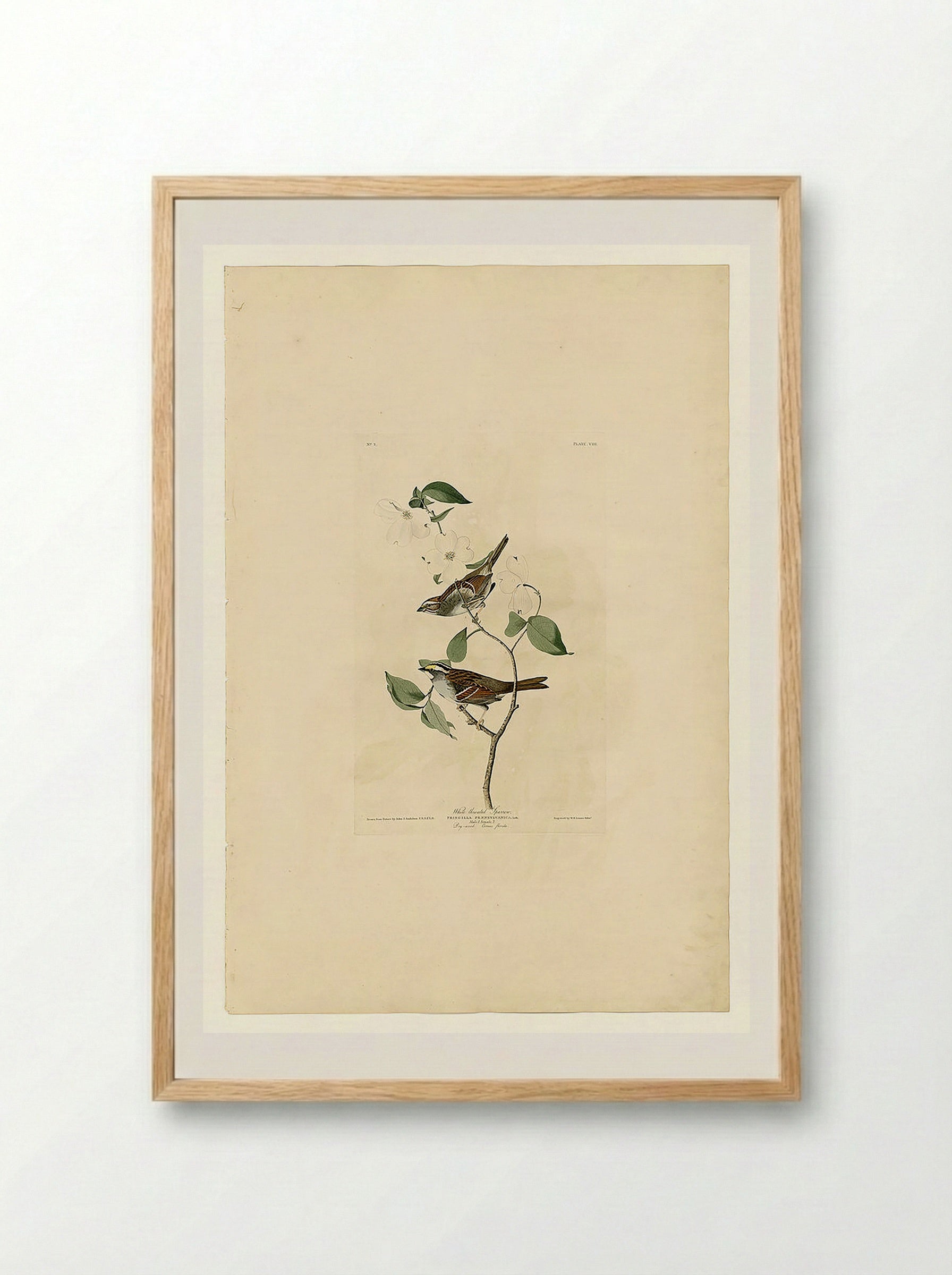 Plate 8 White-throated Sparrow - John James Audubon - Framed Print Wood