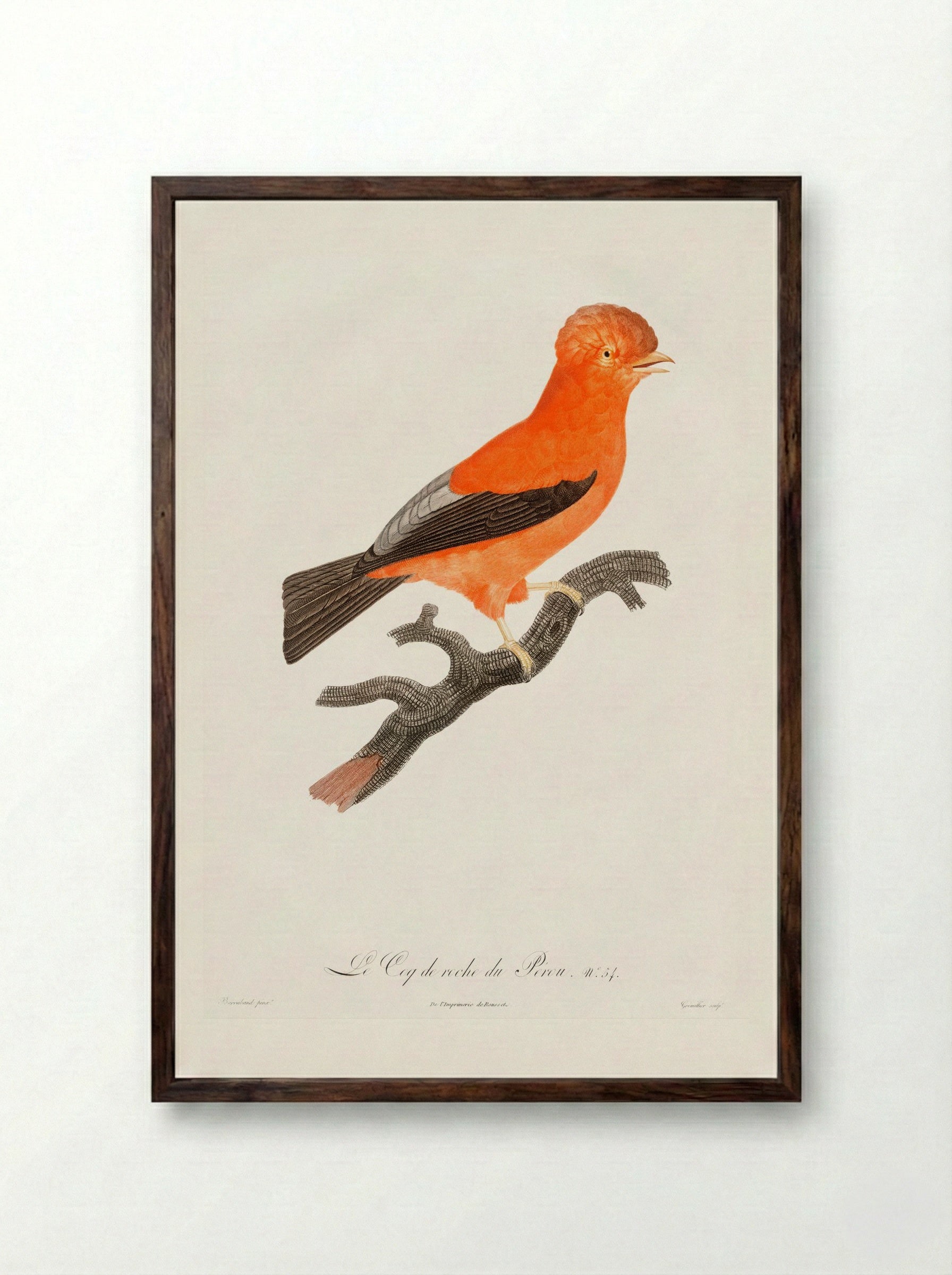 Andean Cock-of-the-Rock - Jacques Barraband - Framed Print Dark Wood