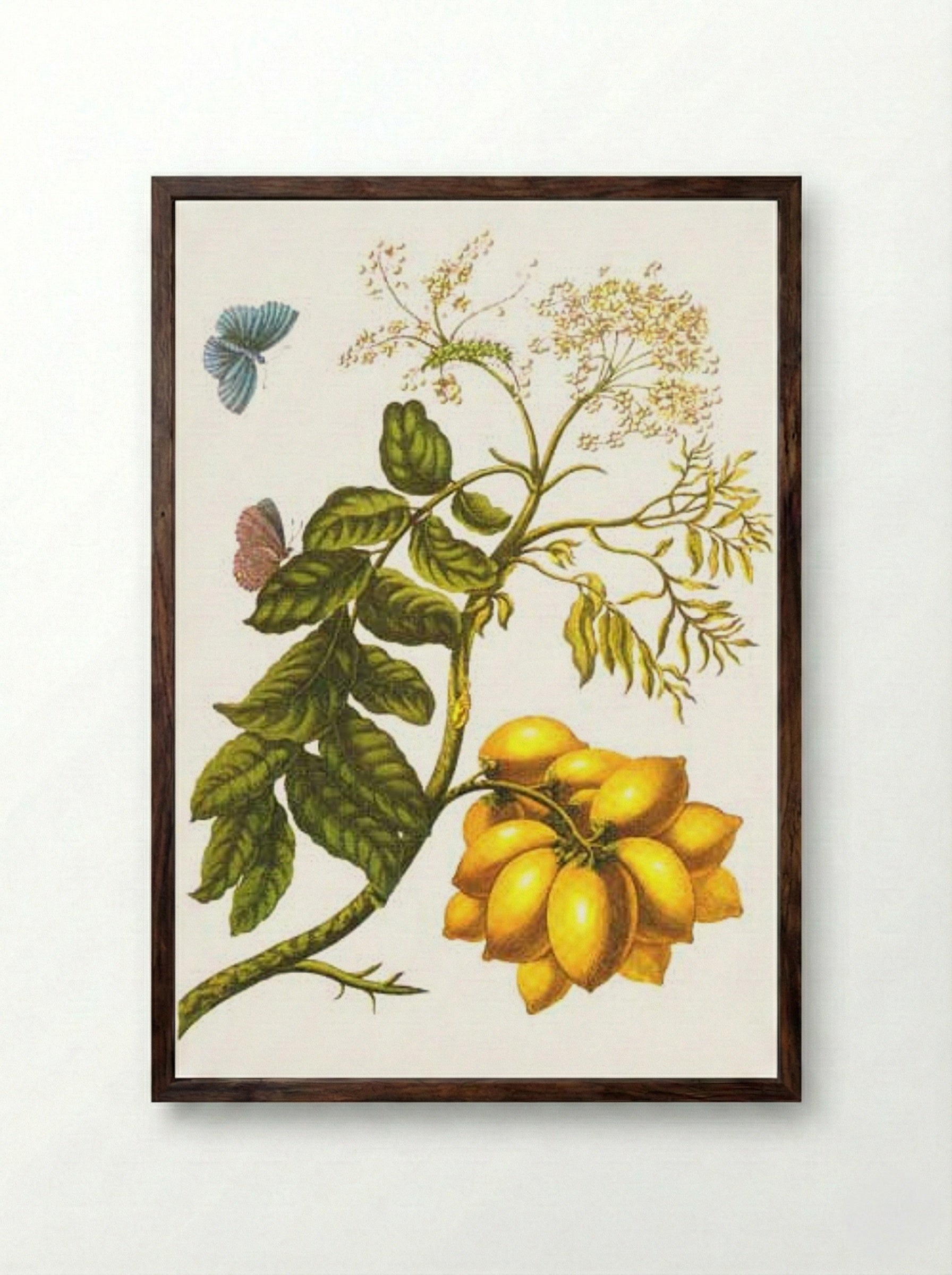 From Metamorphosis insectorum Surinamensium, Plate XIII. (Spondias purpurea) - Maria Sibylla Merian - Framed Print Dark Wood