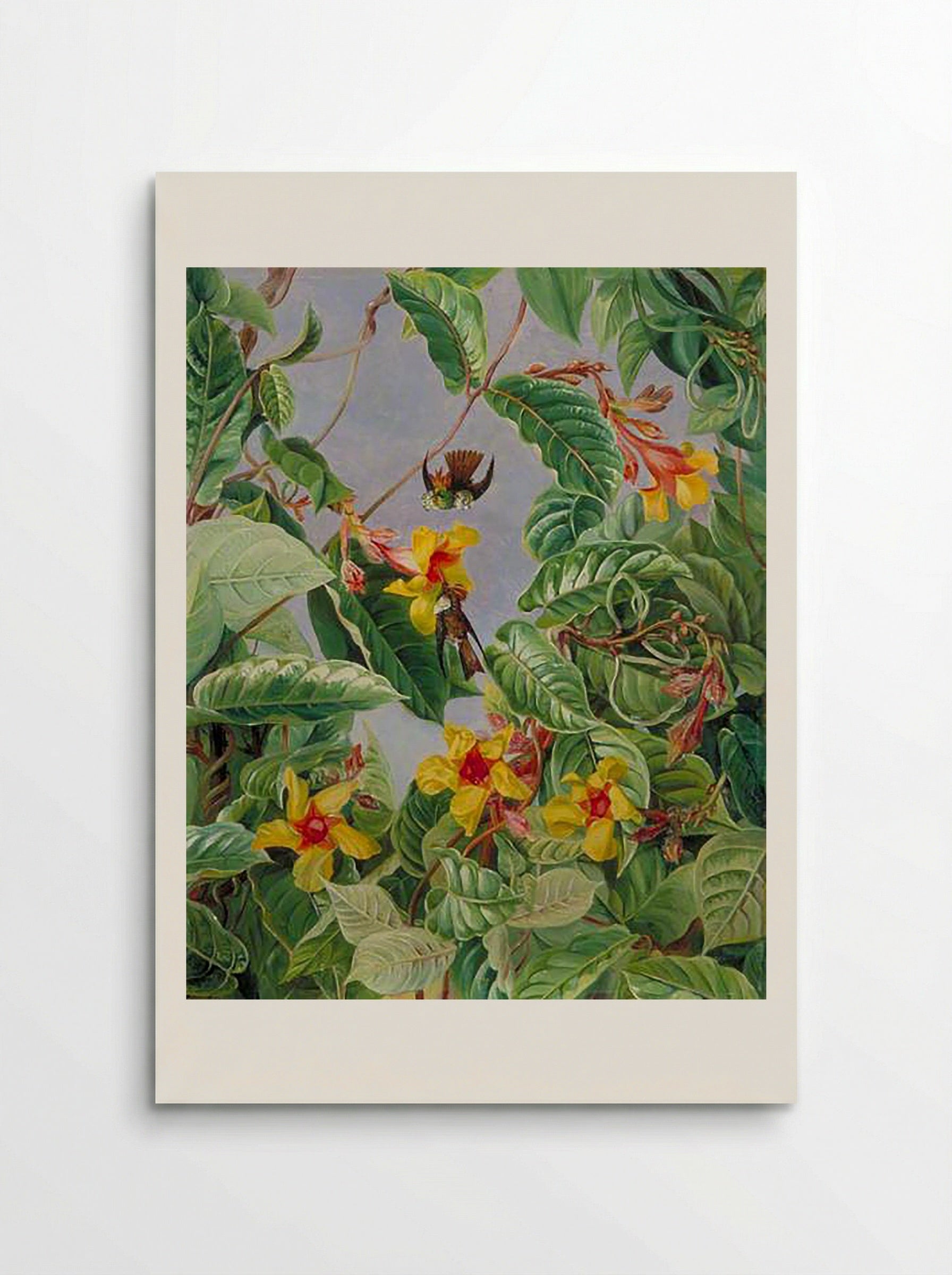 A Brazilian Climbing Shrub and Humming Birds - Marianne North - Poster