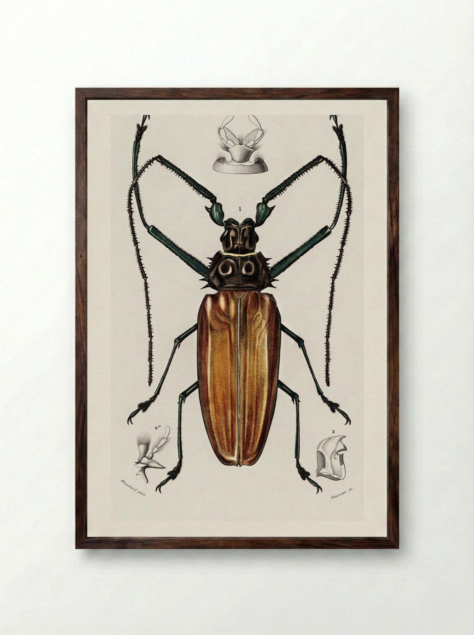 Enoplocerus Armillatus - Charles Dessalines D'Orbigny - Framed Print Dark Wood