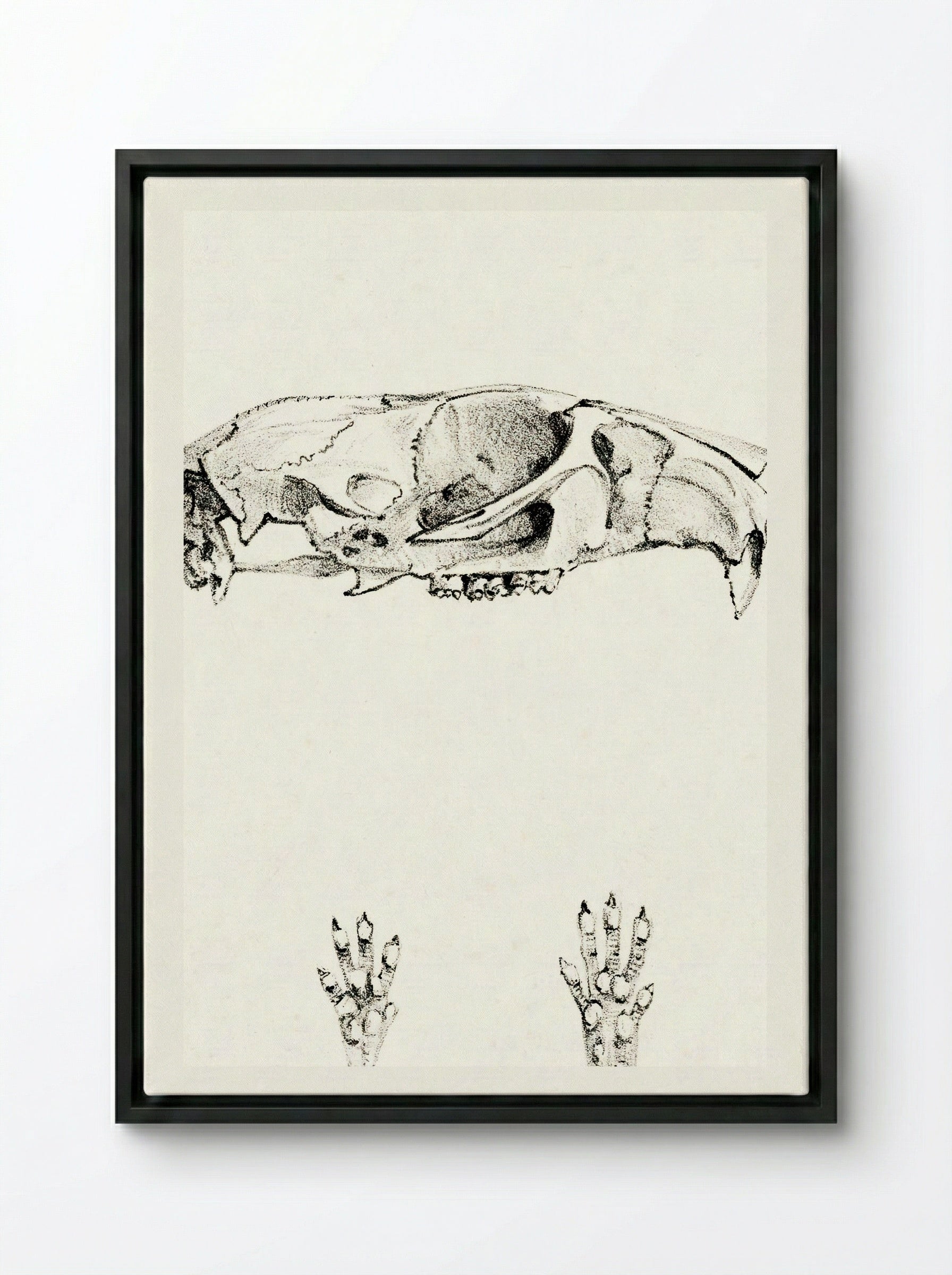 Knaagdierschedels (Rodent Skulls) - Theo van Hoytema - Framed Canvas Black