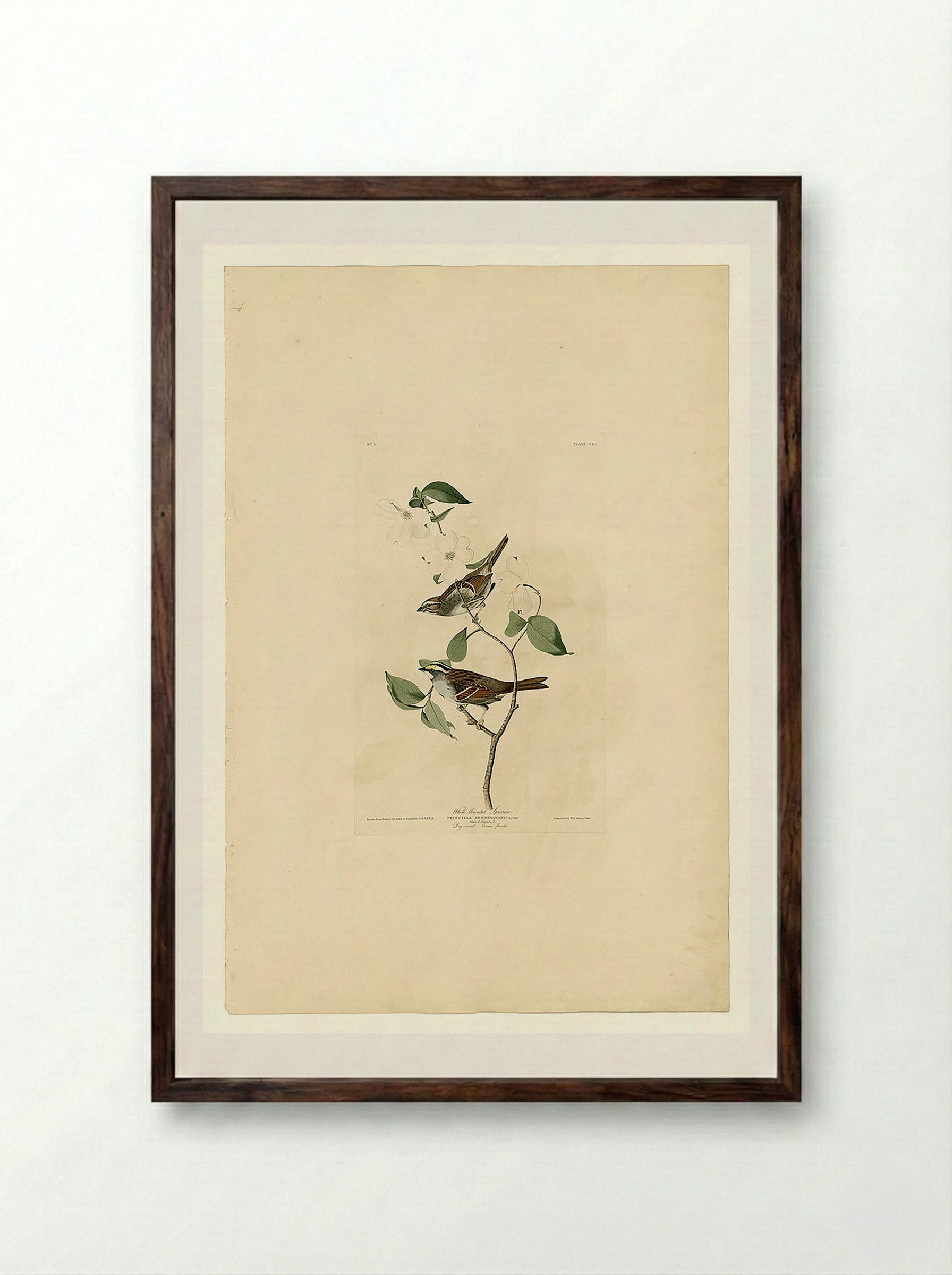 Plate 8 White-throated Sparrow - John James Audubon - Framed Print Dark Wood