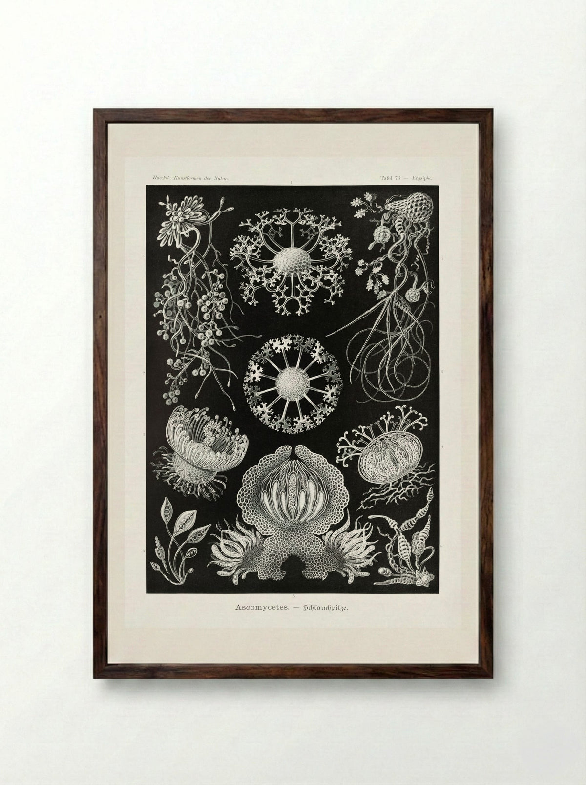Ascomycetes-Schlauchpilze (1904) - Ernst Haeckel - Framed Print Dark Wood