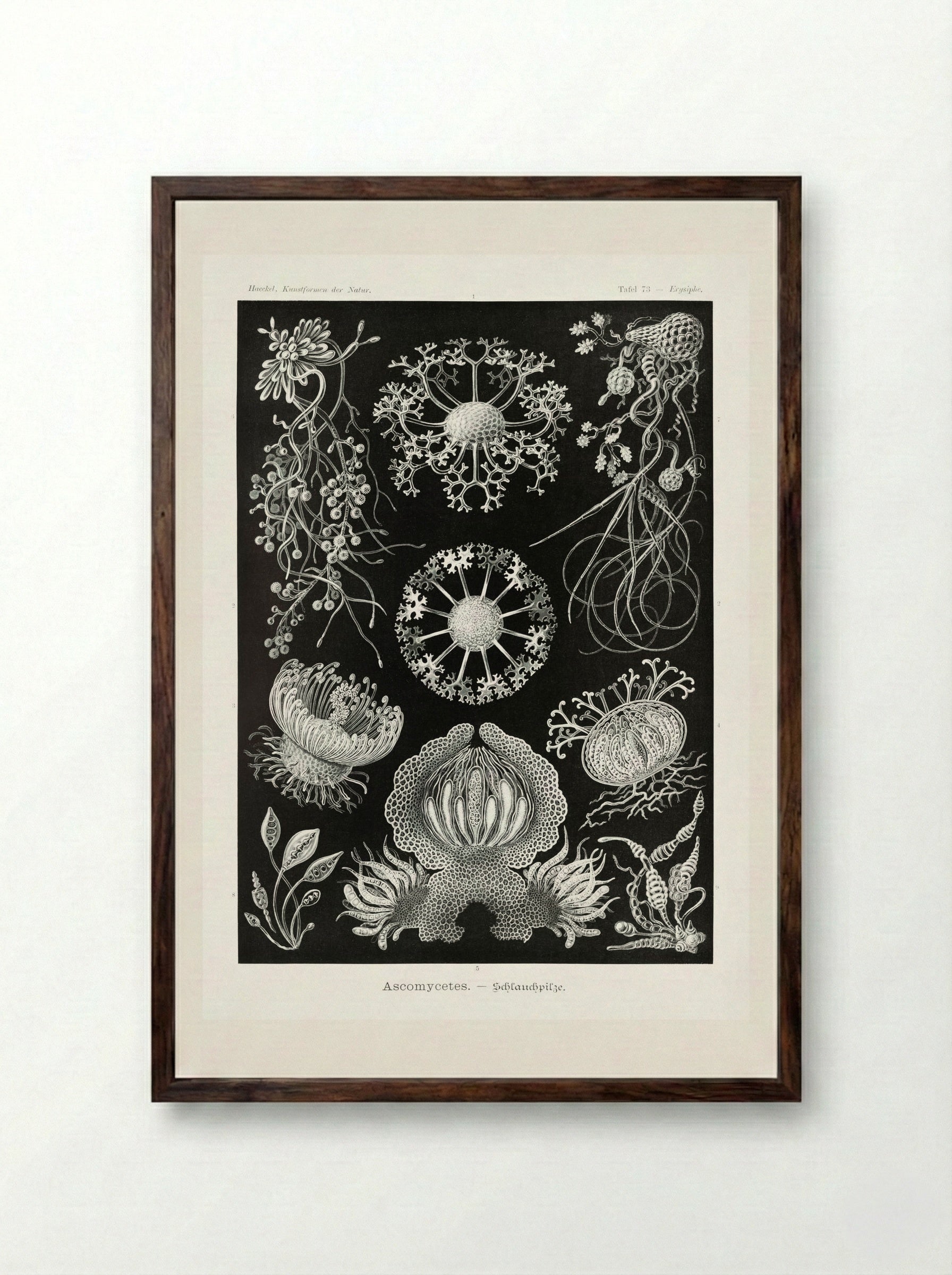 Ascomycetes-Schlauchpilze (1904) - Ernst Haeckel - Framed Print Dark Wood