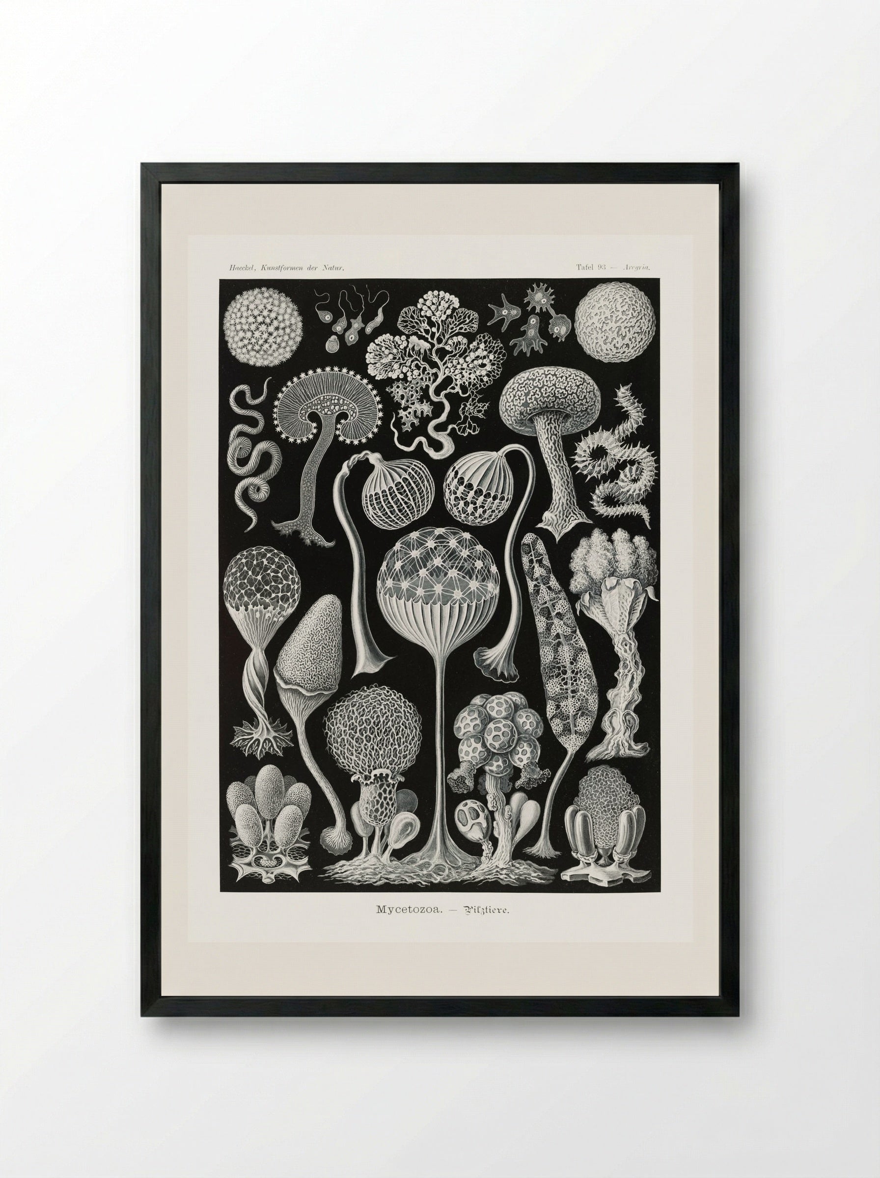 Mycetozoa-Pilztiere (1904) - Ernst Haeckel - Framed Print Black