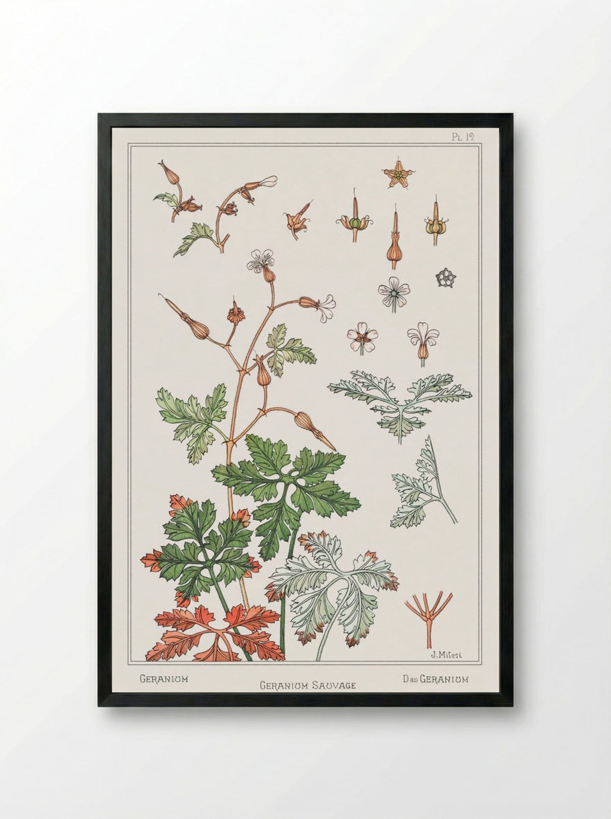 Geranium sauvage (Geranium) - Maurice Pillard Verneuil - Framed Print Black