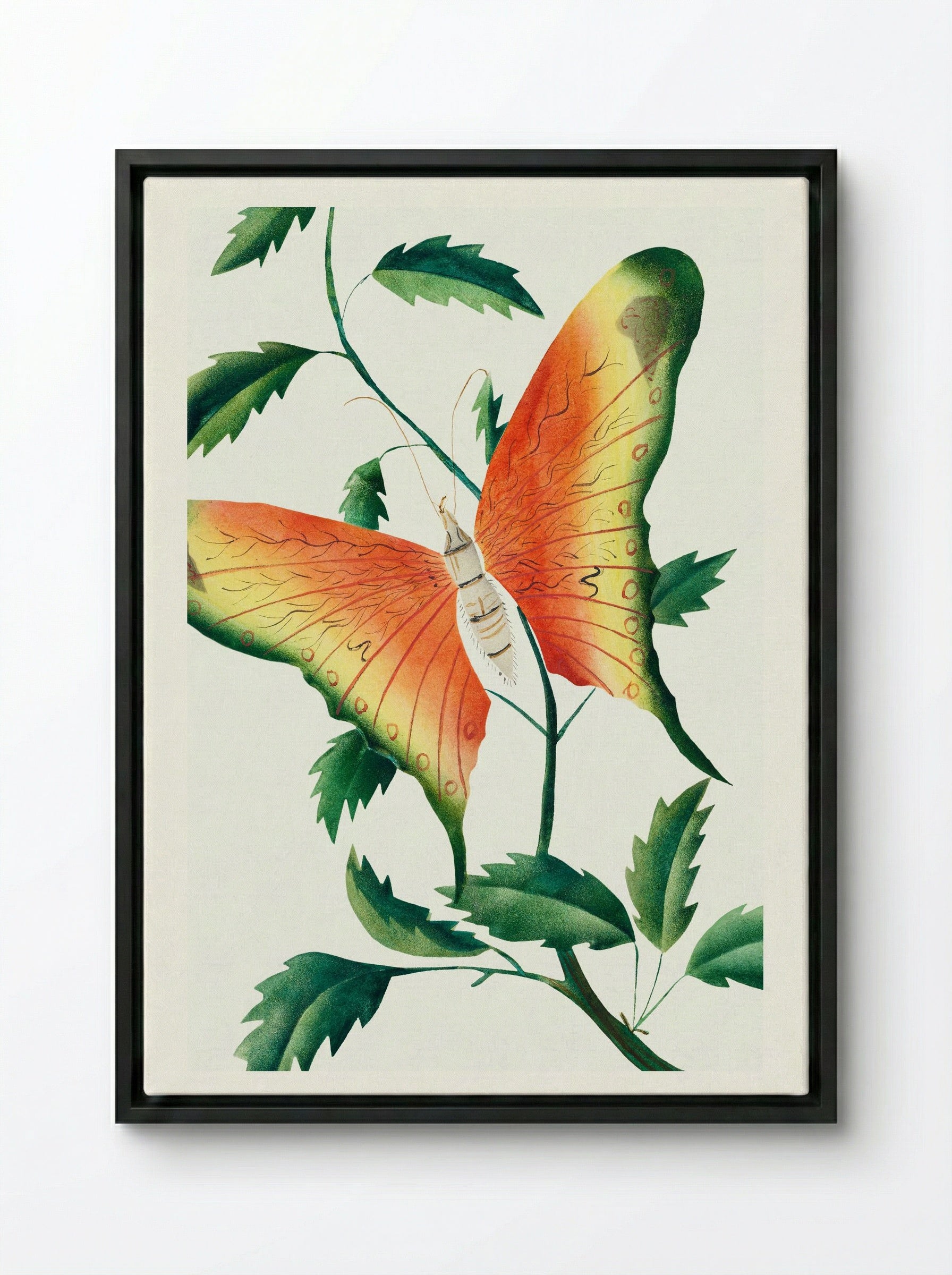 Rose Bush and Butterfly - Mary Altha Nims - Framed Canvas Black