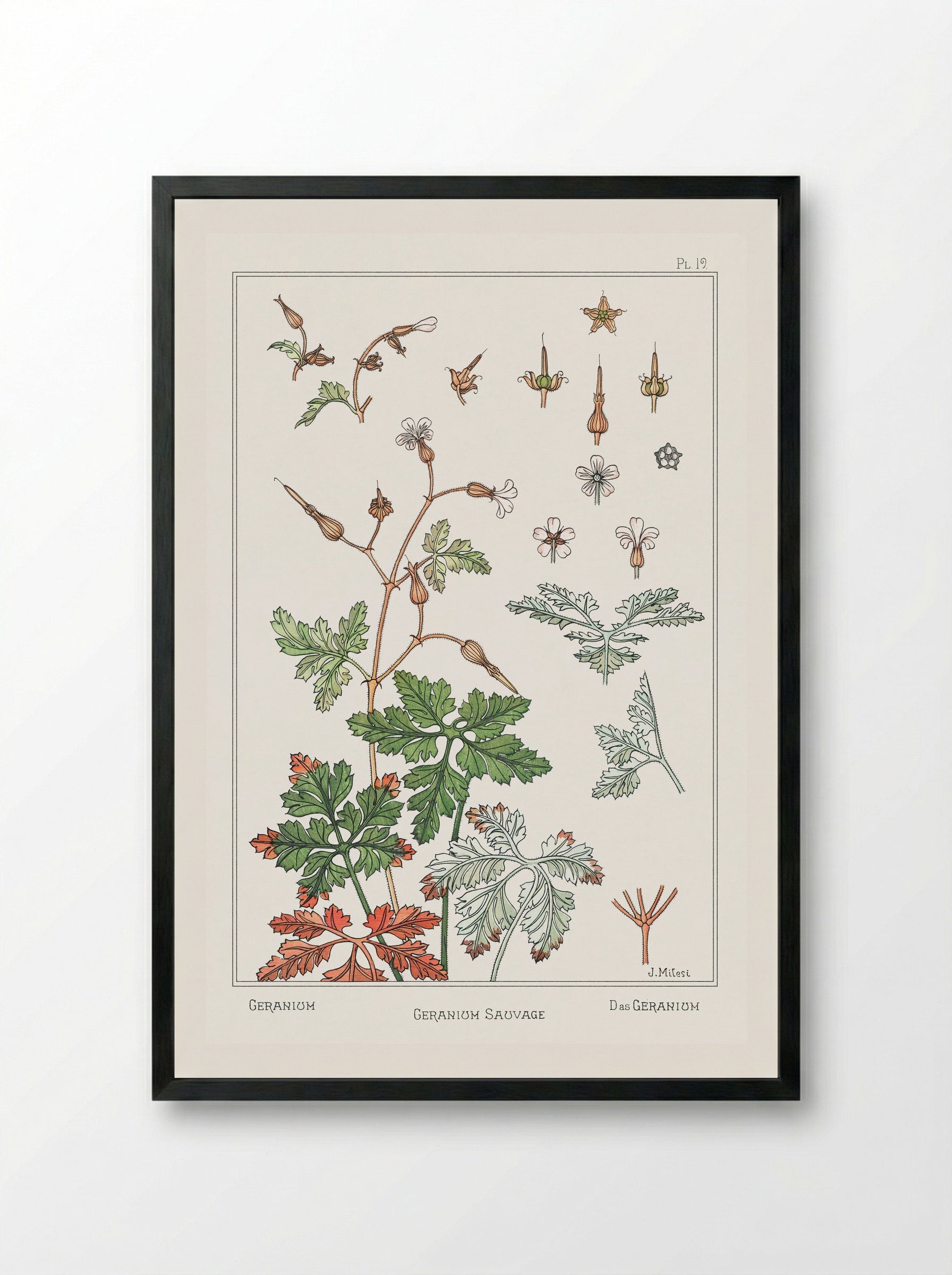 Geranium sauvage - Maurice Pillard Verneuil - Framed Print Black